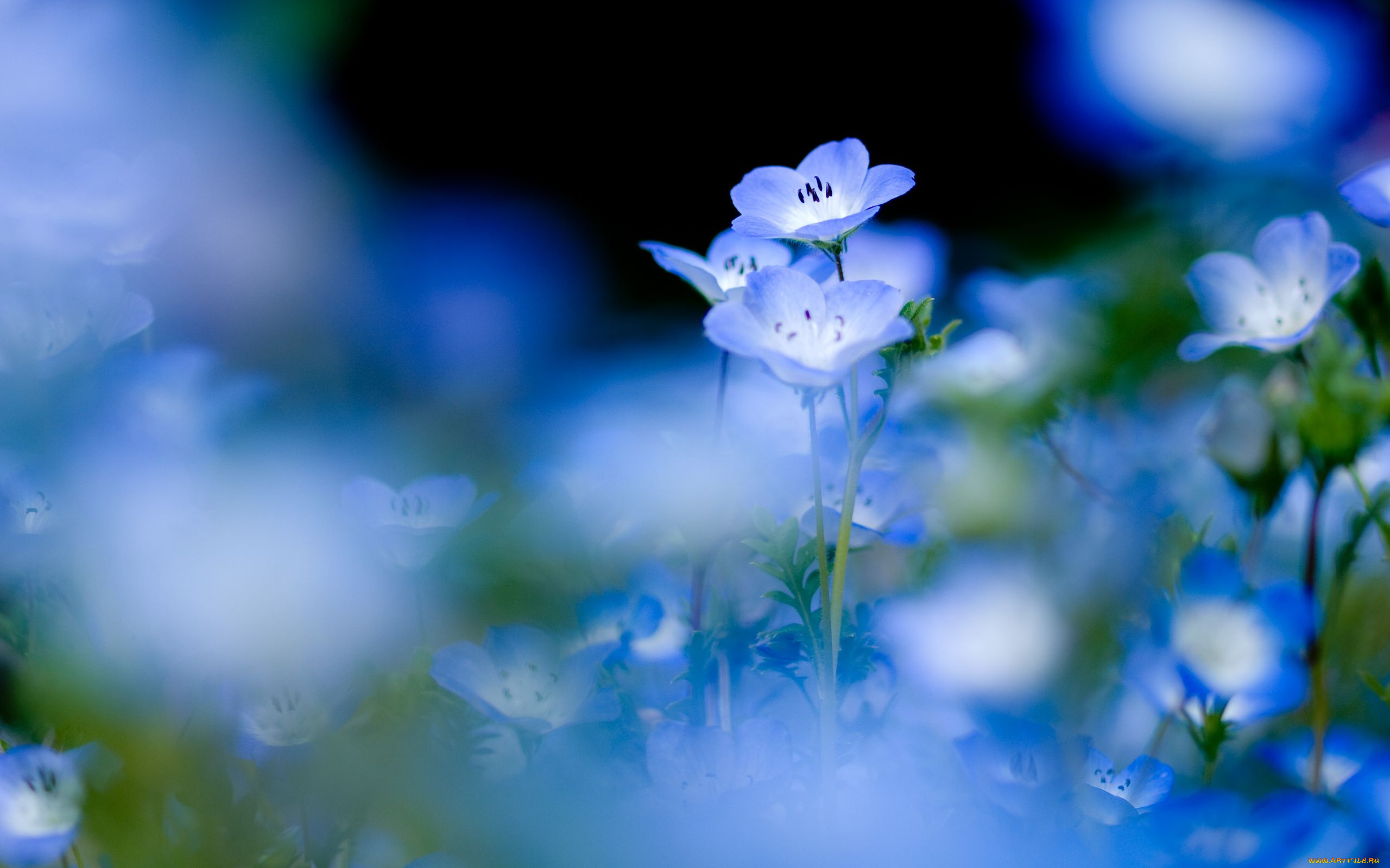 цветы, немофилы, вероники