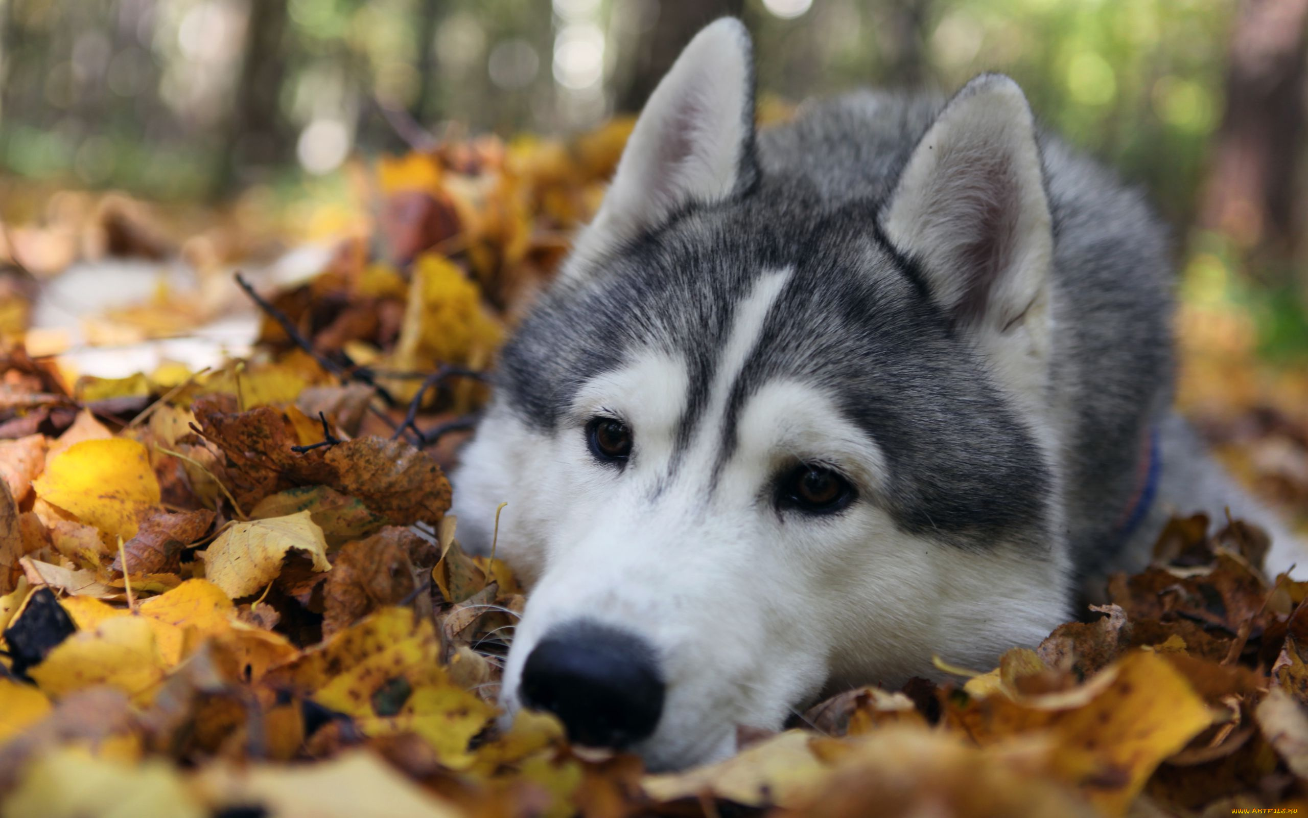 животные, собаки