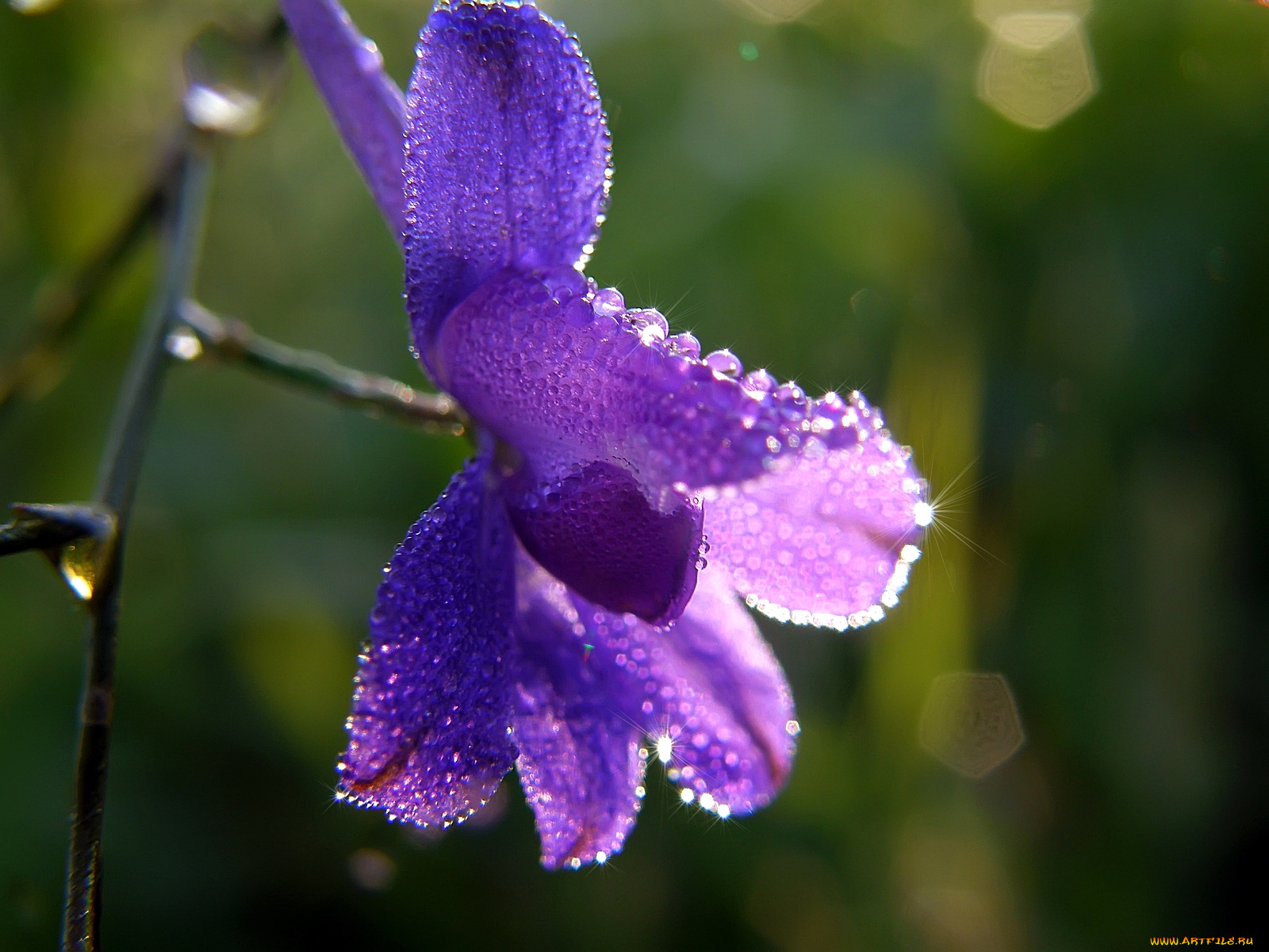 цветы, луговые, полевые, капли, синий, блики