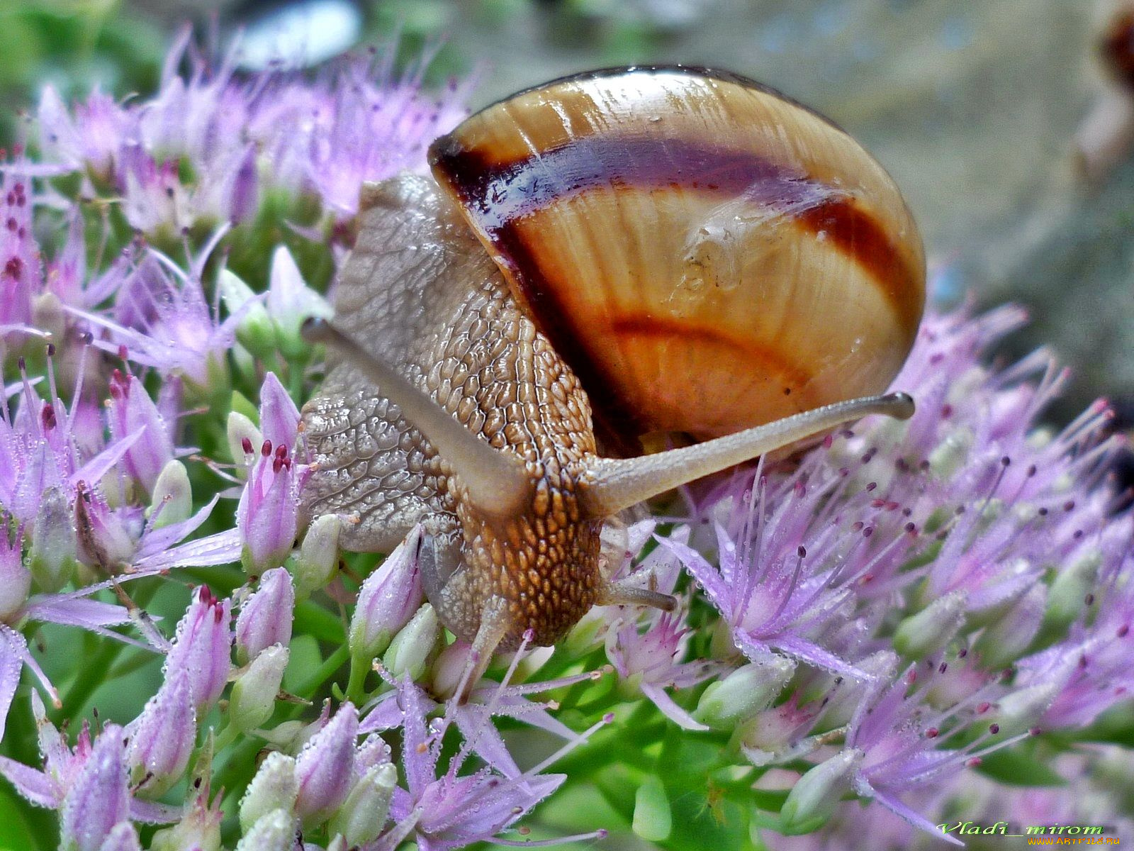 животные, улитки, цветок