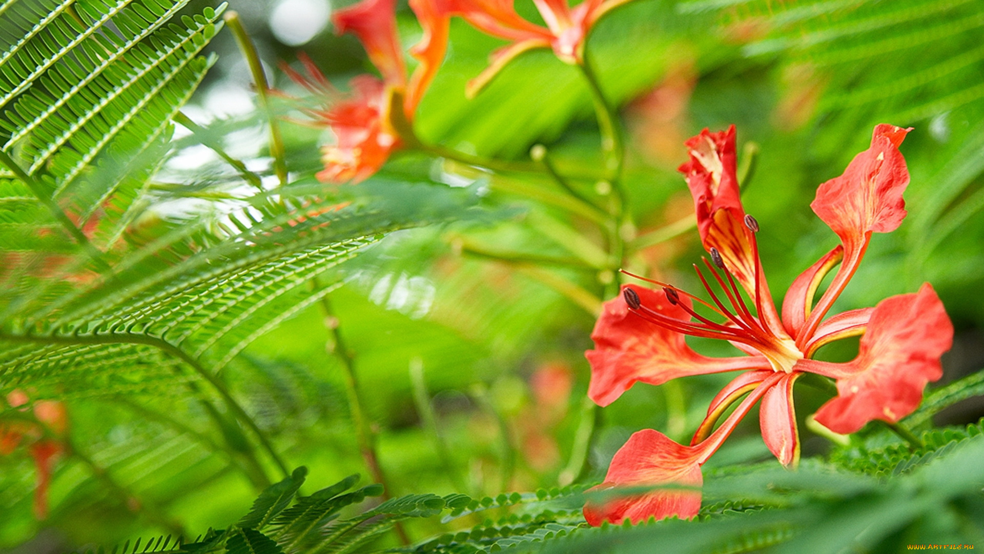цветы, делоникс, королевский, огненное, дерево, лепестки