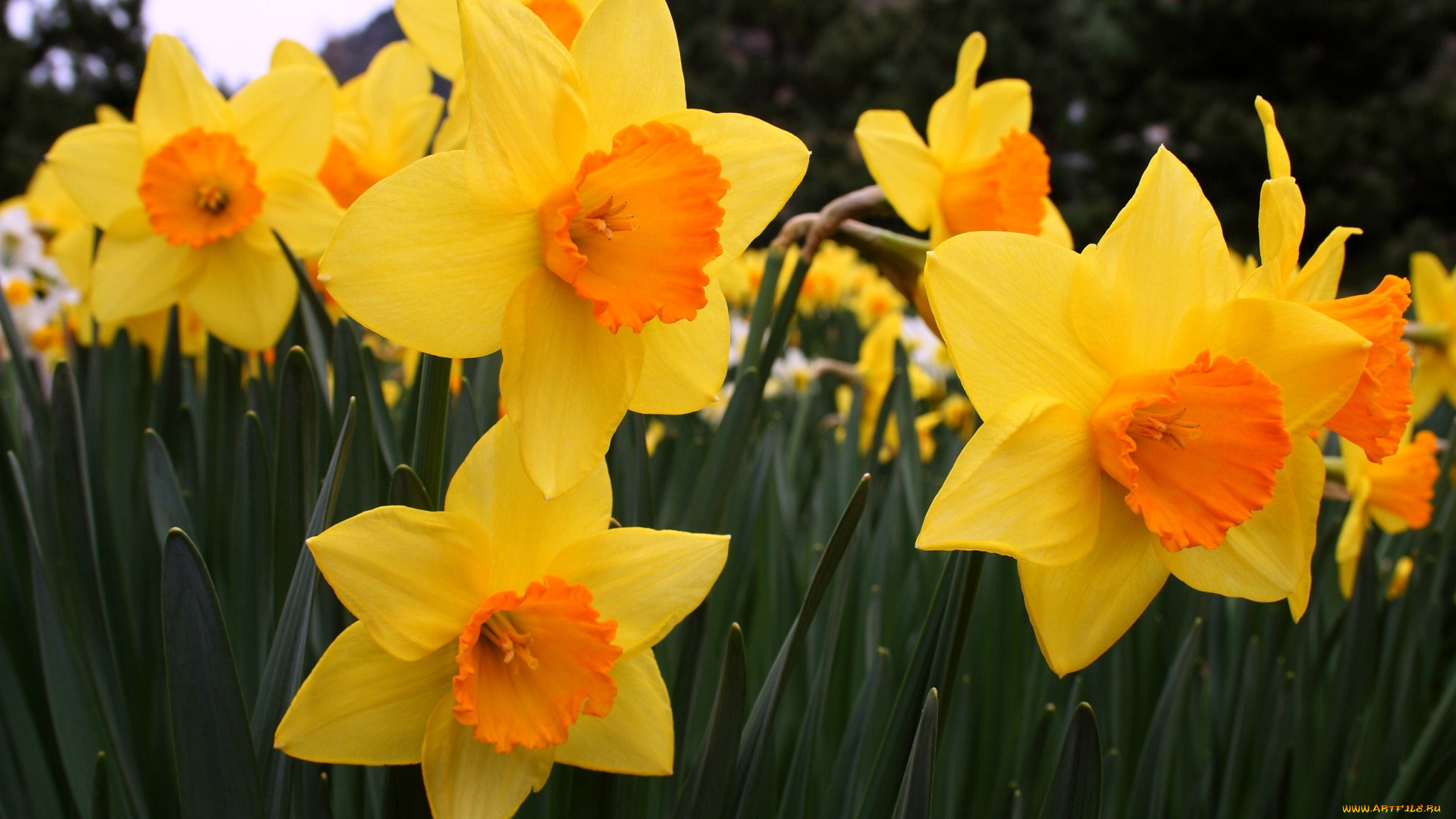 цветы, нарциссы, желтый, много