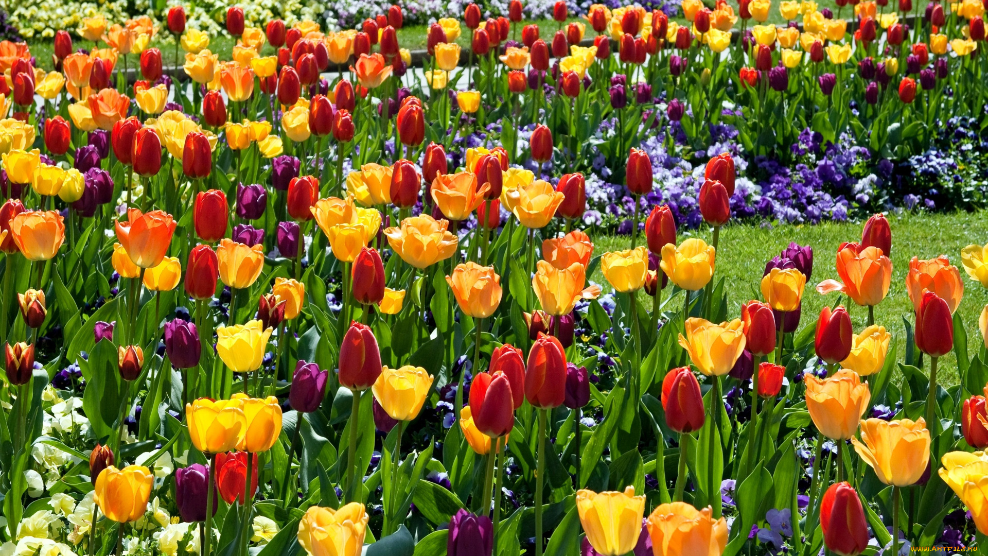 цветы, разные, вместе, желтый, красный, тюльпаны, виола