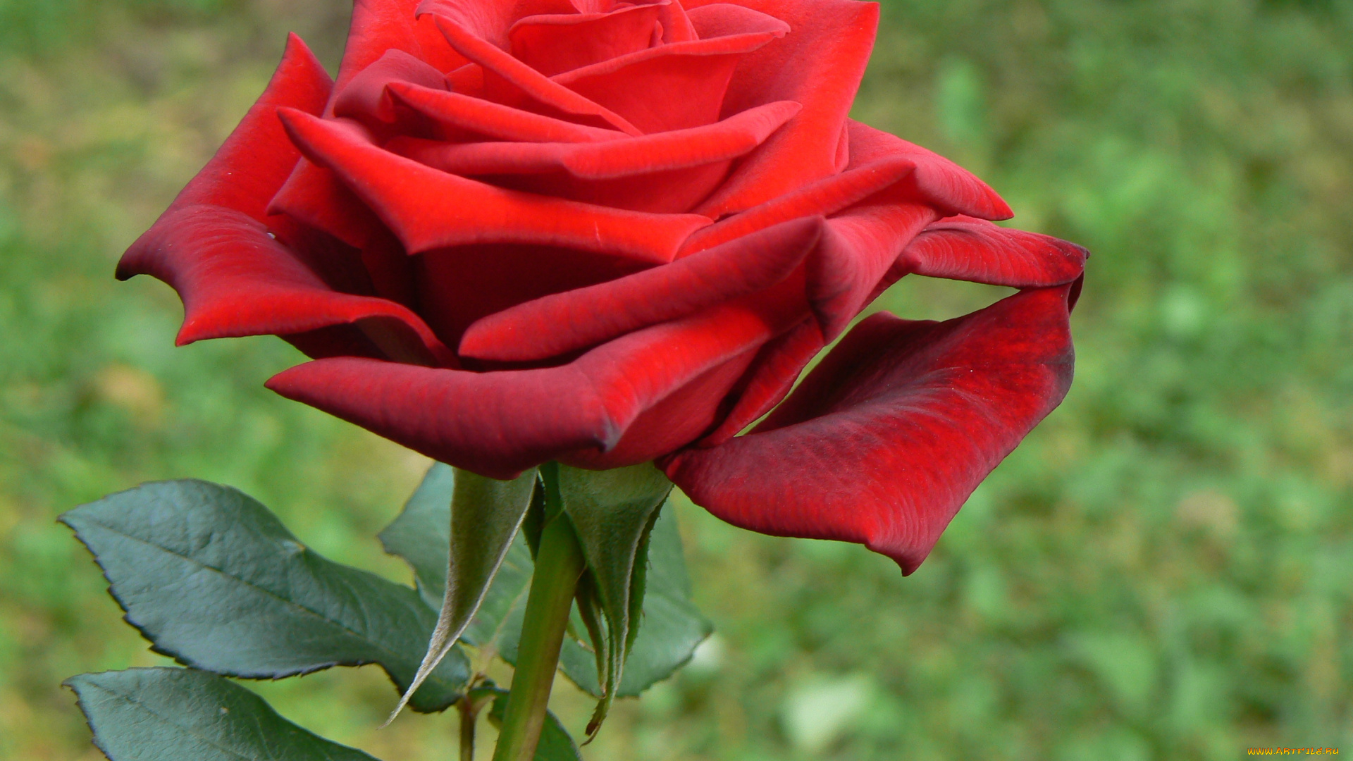 цветы, розы, бутон