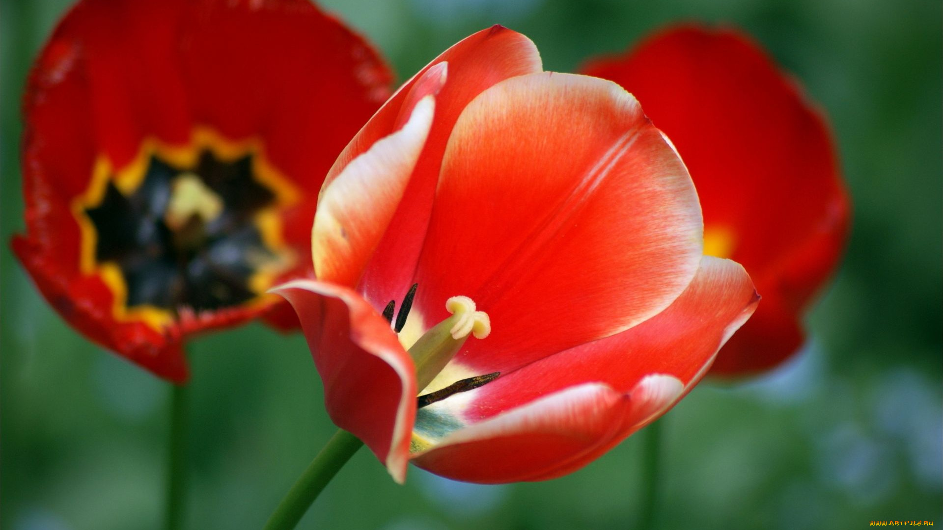 цветы, тюльпаны, тычинка