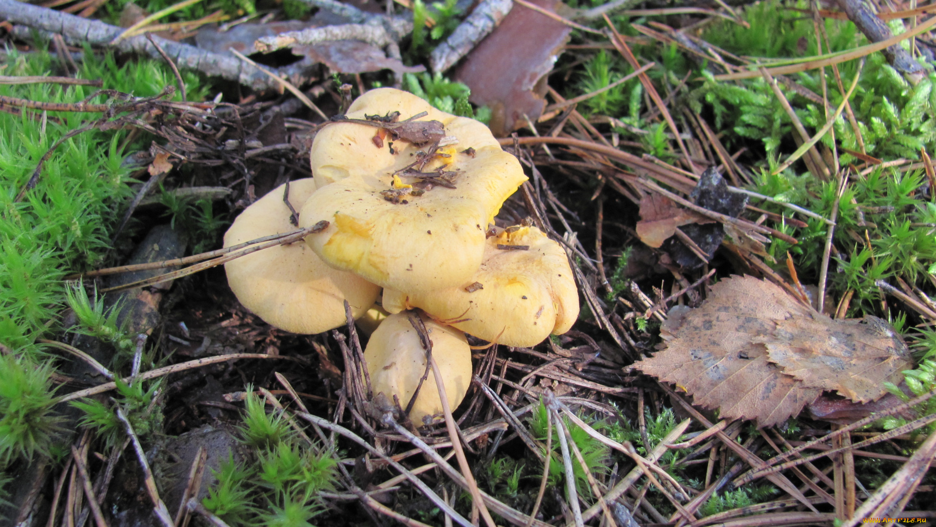 природа, грибы, иголки, мох, листья, ветки