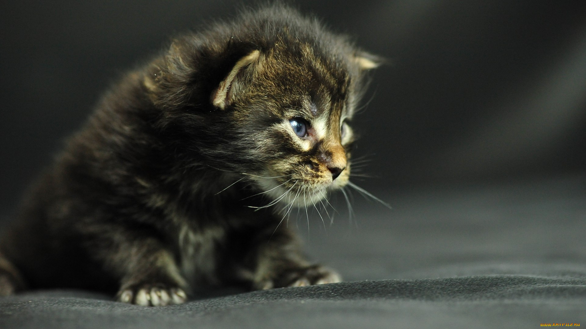 животные, коты, котенок, мейн-кун