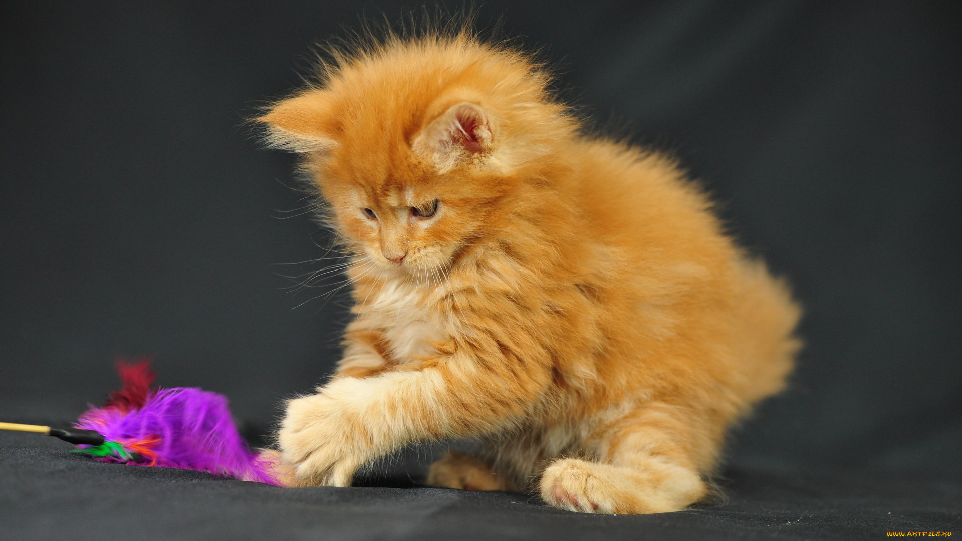 животные, коты, котенок, мейн-кун