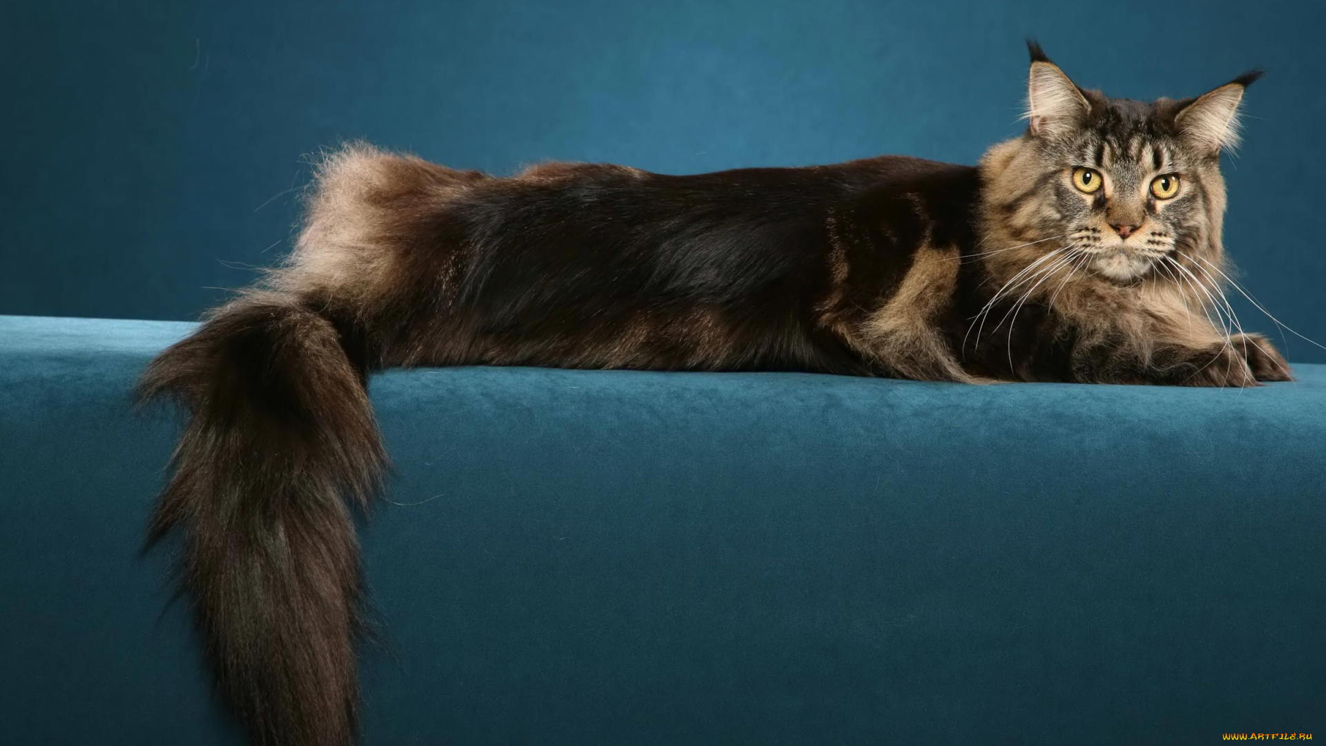 животные, коты, мейн-кун