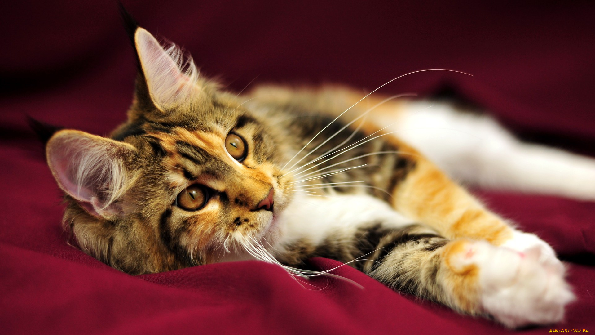 животные, коты, мейн-кун