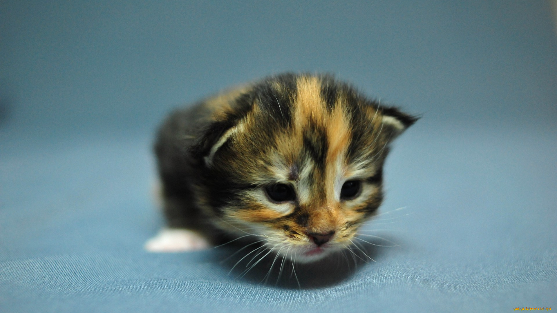 животные, коты, мейн-кун, коетнок