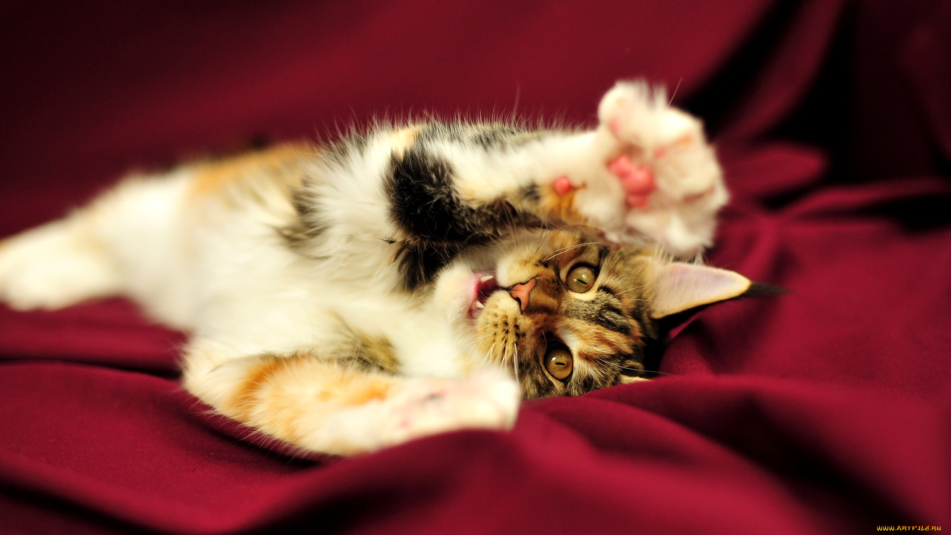 животные, коты, мейн-кун, коетнок