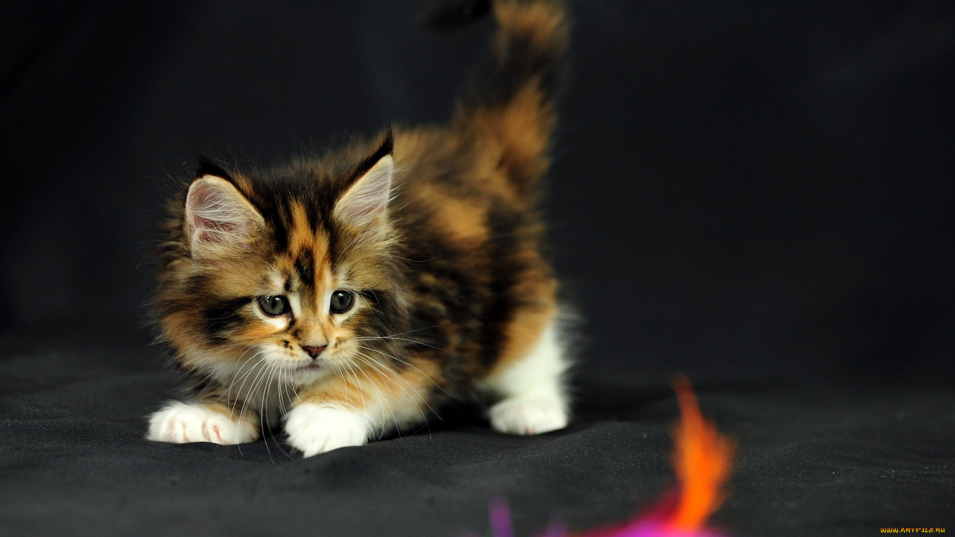 животные, коты, мейн-кун, коетнок