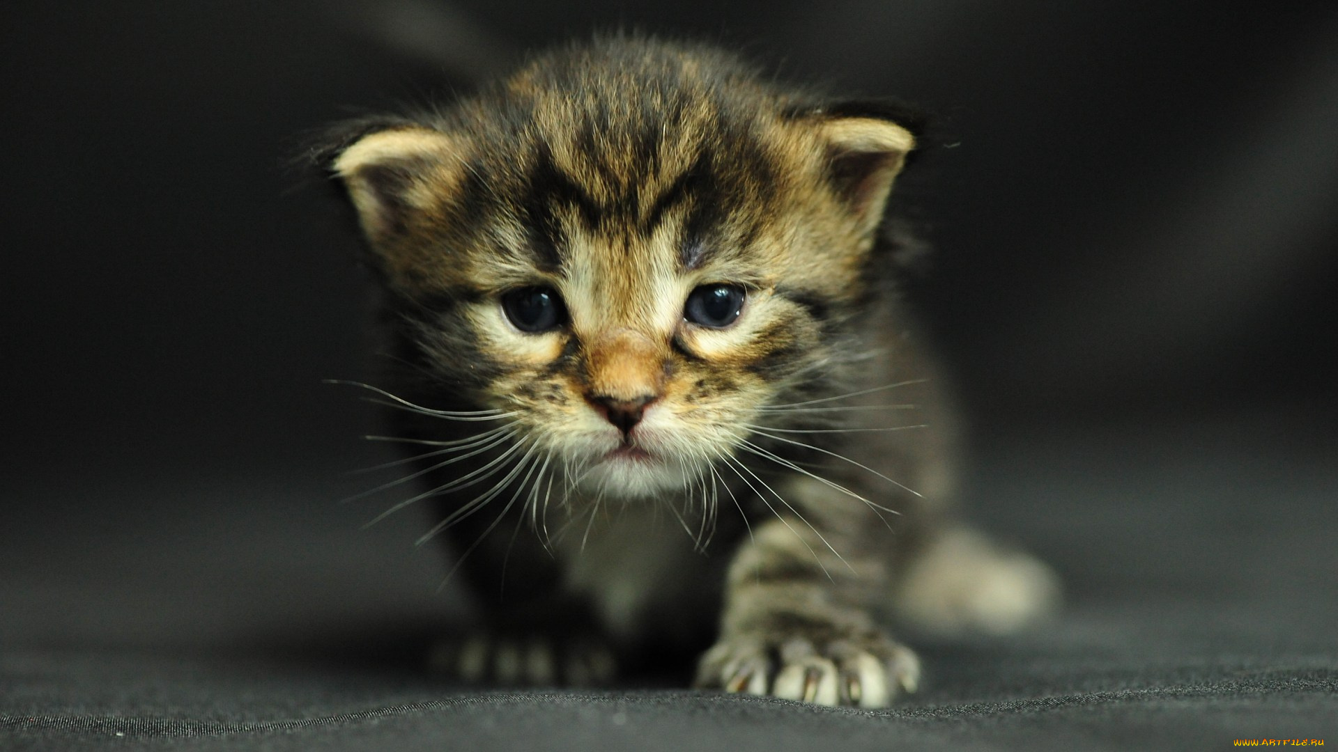 животные, коты, мейн-кун, котенок