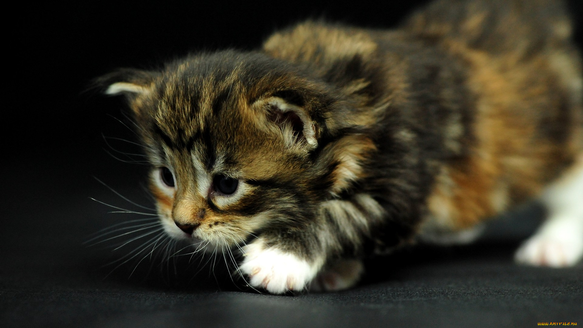 животные, коты, мейн-кун, котенок