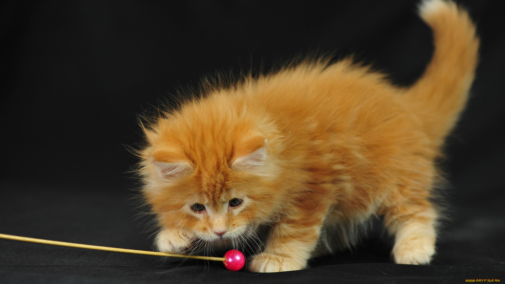 животные, коты, мейн-кун, котенок