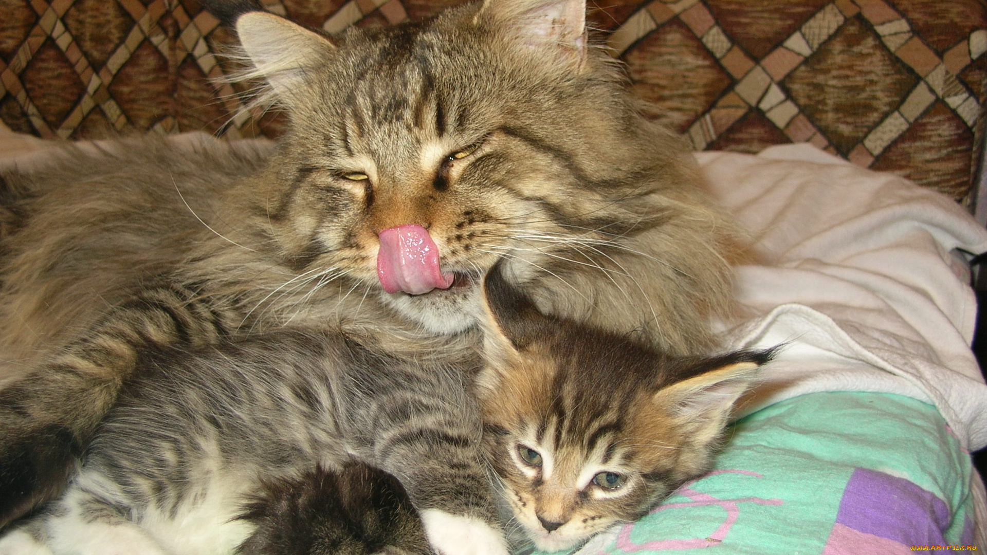 животные, коты, язык, котенок, кошка