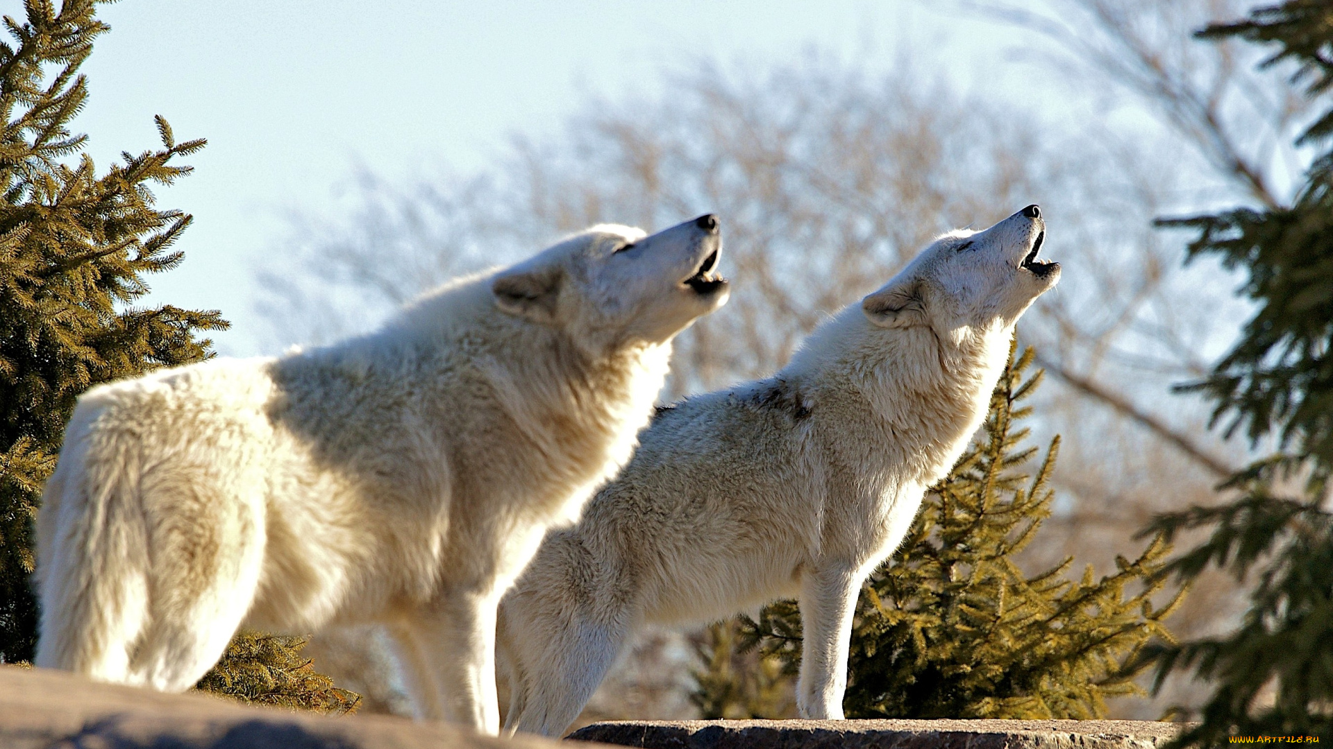 животные, волки, вой, белый, хищник