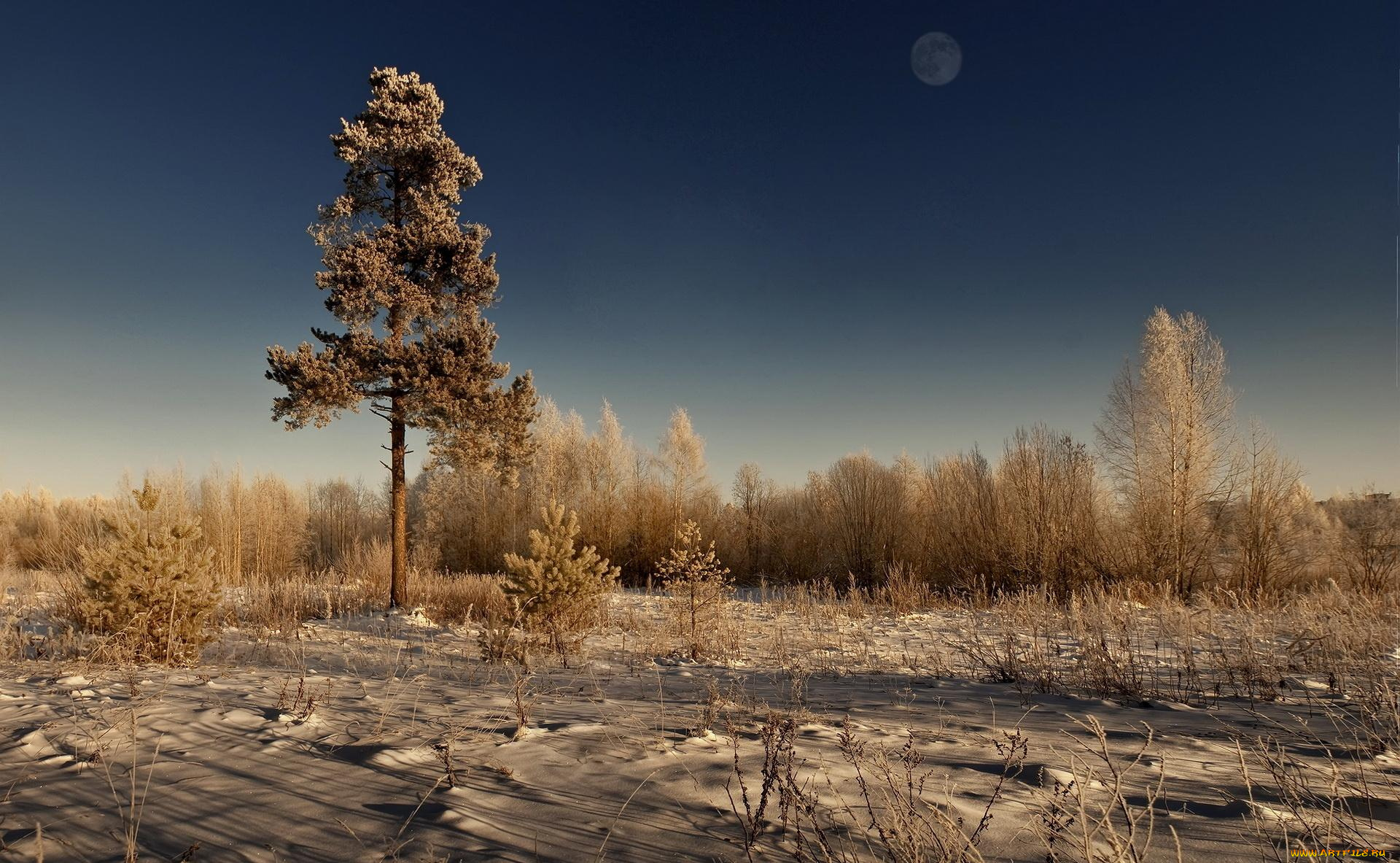 природа, деревья, песок