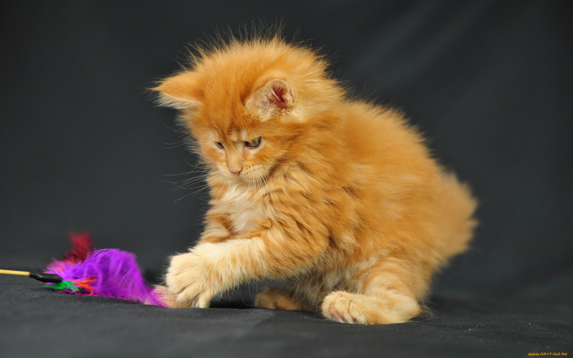 животные, коты, котенок, мейн-кун