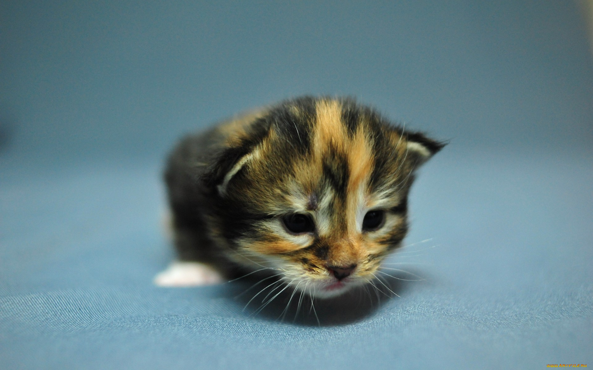 животные, коты, мейн-кун, коетнок