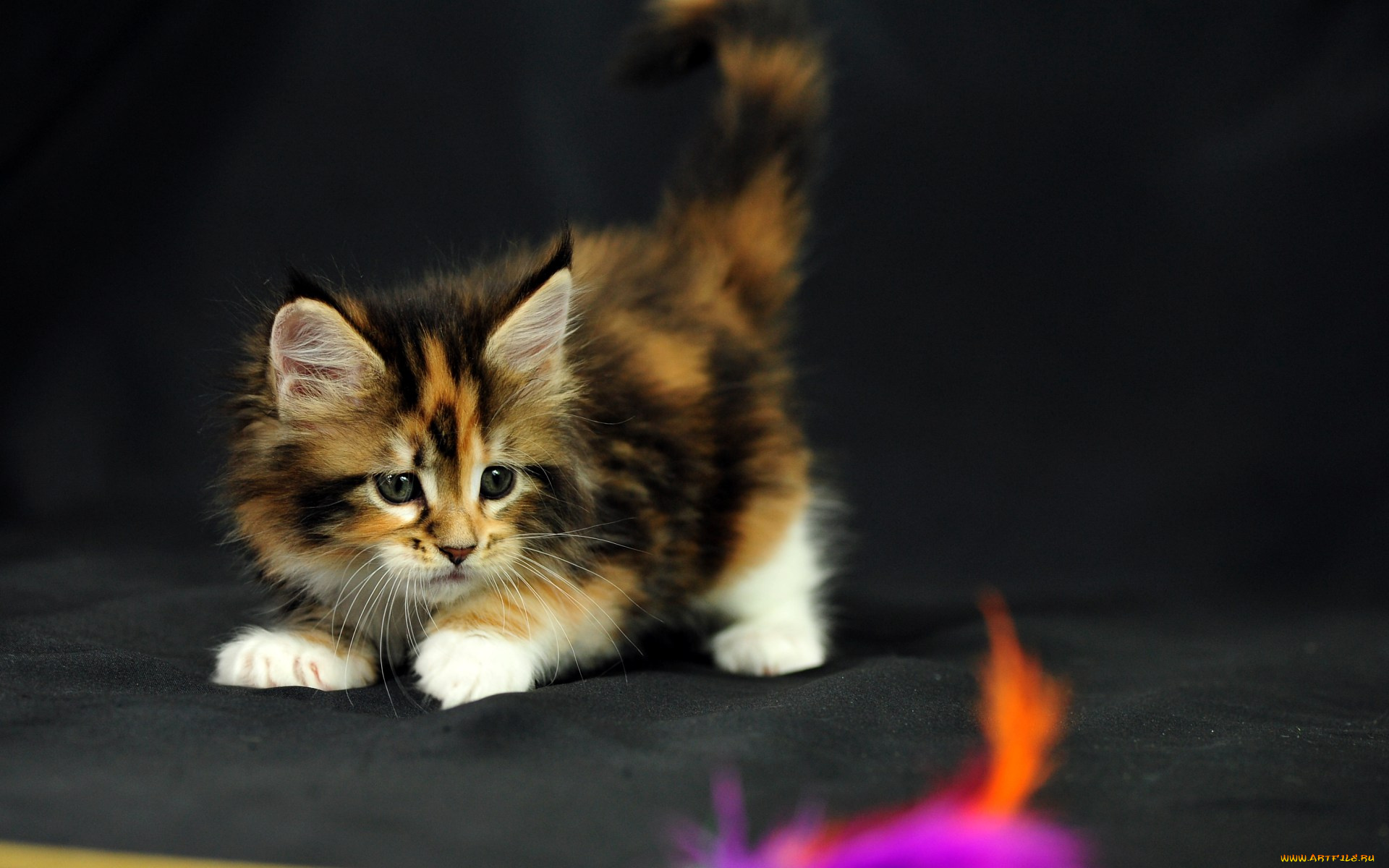 животные, коты, мейн-кун, коетнок