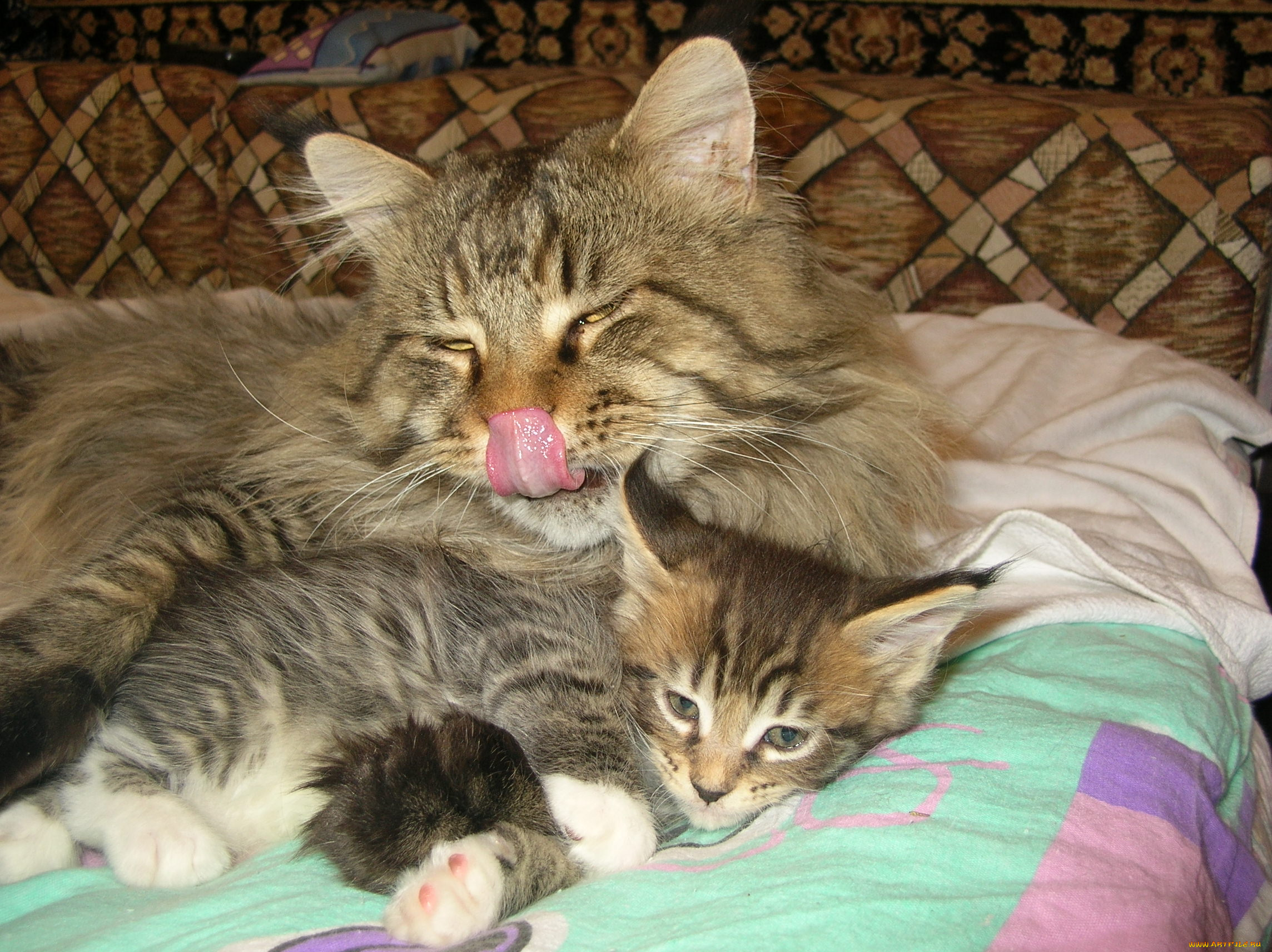 животные, коты, язык, котенок, кошка