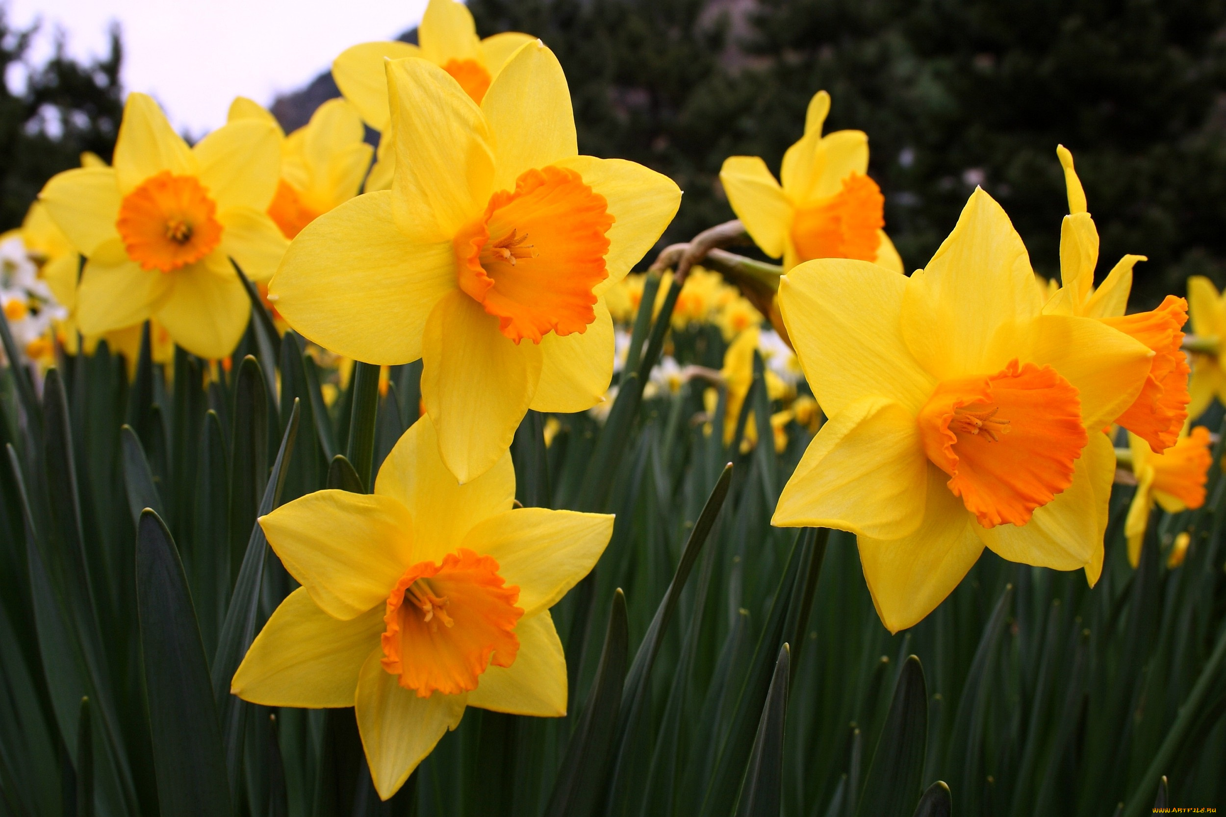 цветы, нарциссы, желтый, много