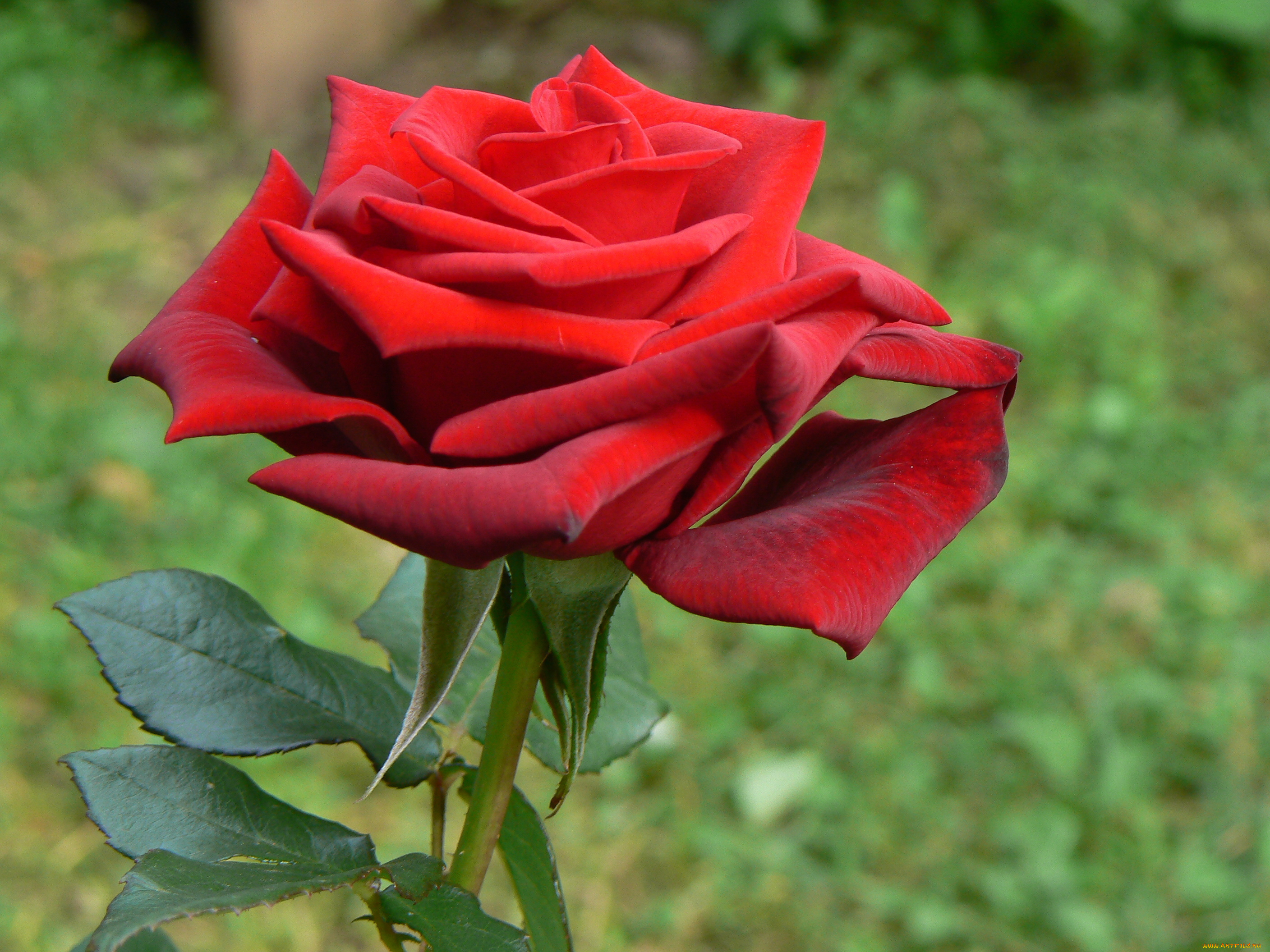 цветы, розы, бутон