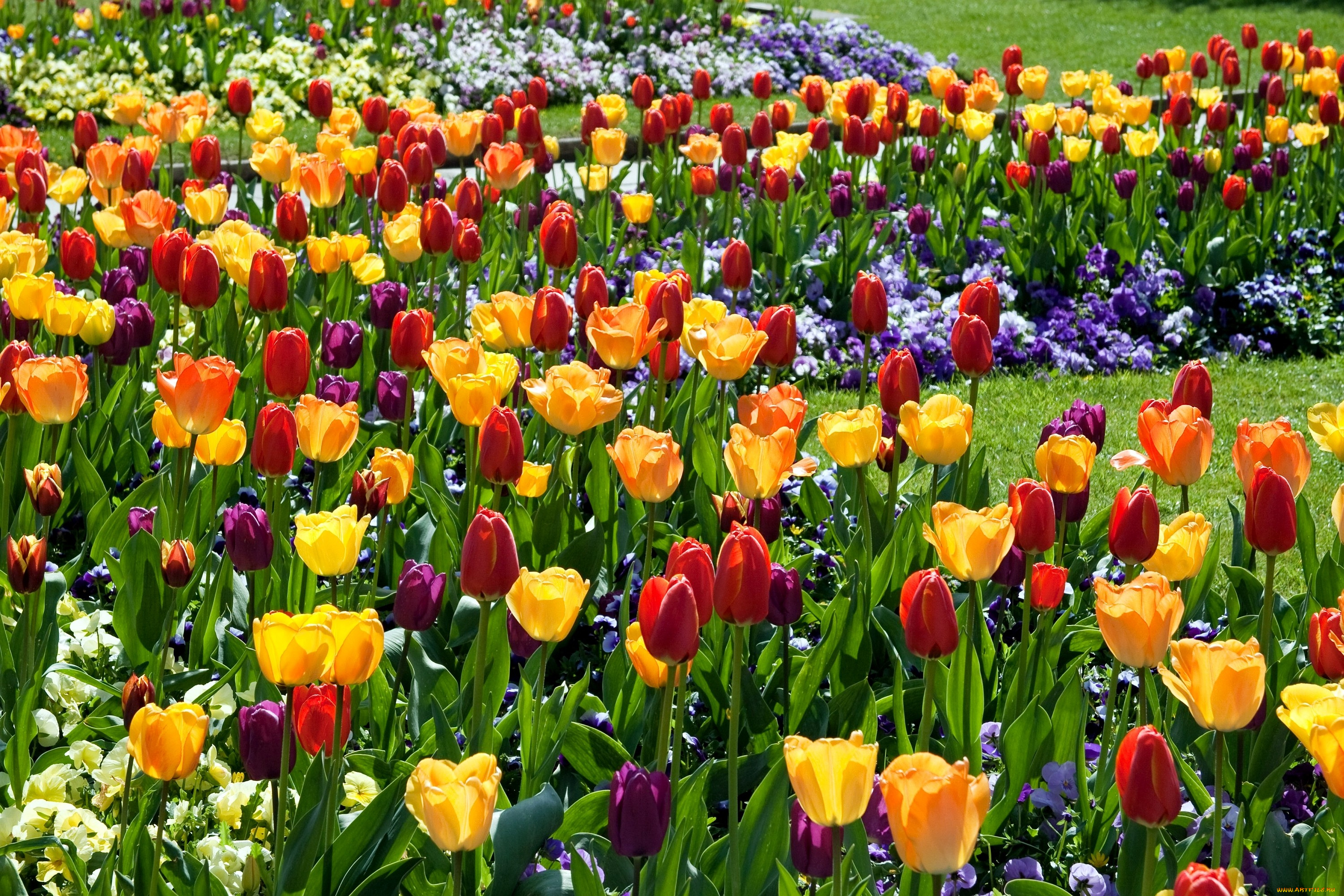 цветы, разные, вместе, желтый, красный, тюльпаны, виола