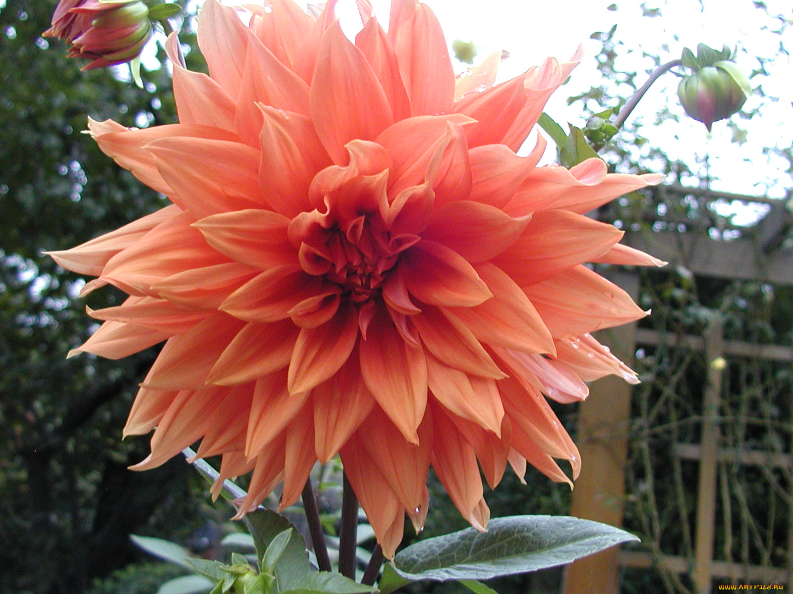 цветы, георгины