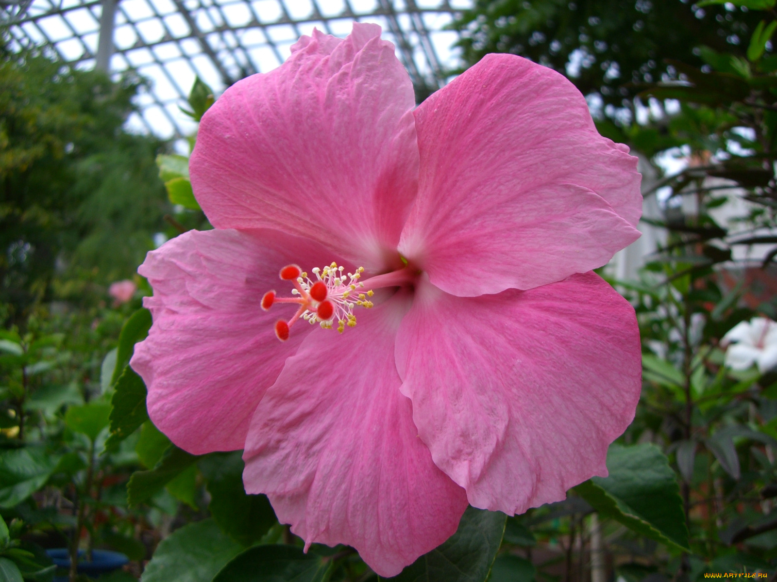 цветы, гибискусы, гибискус