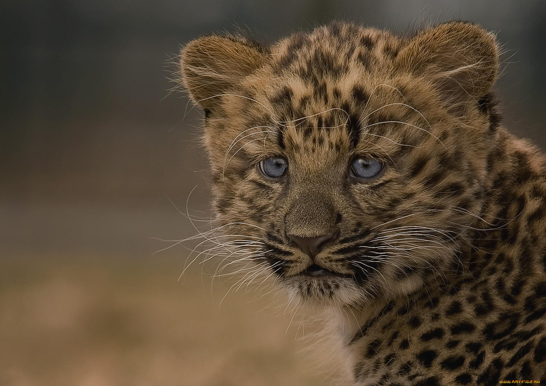 животные, леопарды, дальневосточный, леопард, котёнок, детёныш, леопарда, амурский