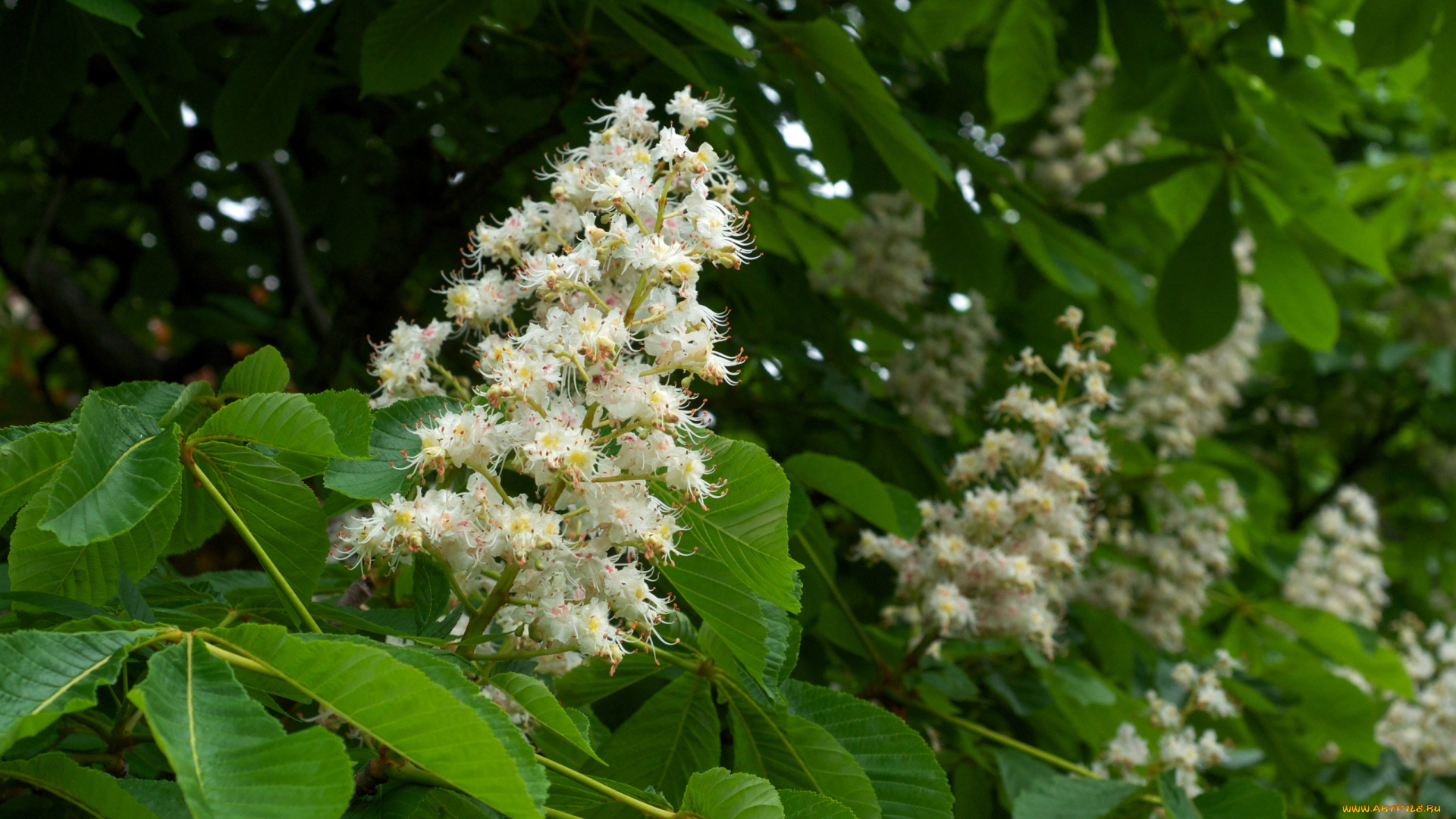 цветы, цветущие, деревья, кустарники, каштан, дерево, свечи, листья