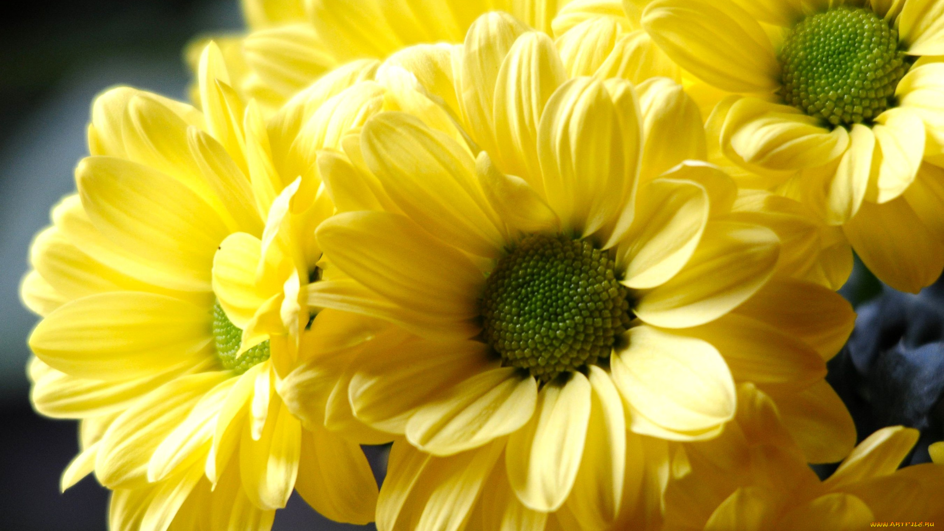 цветы, хризантемы, желтый, лепестки