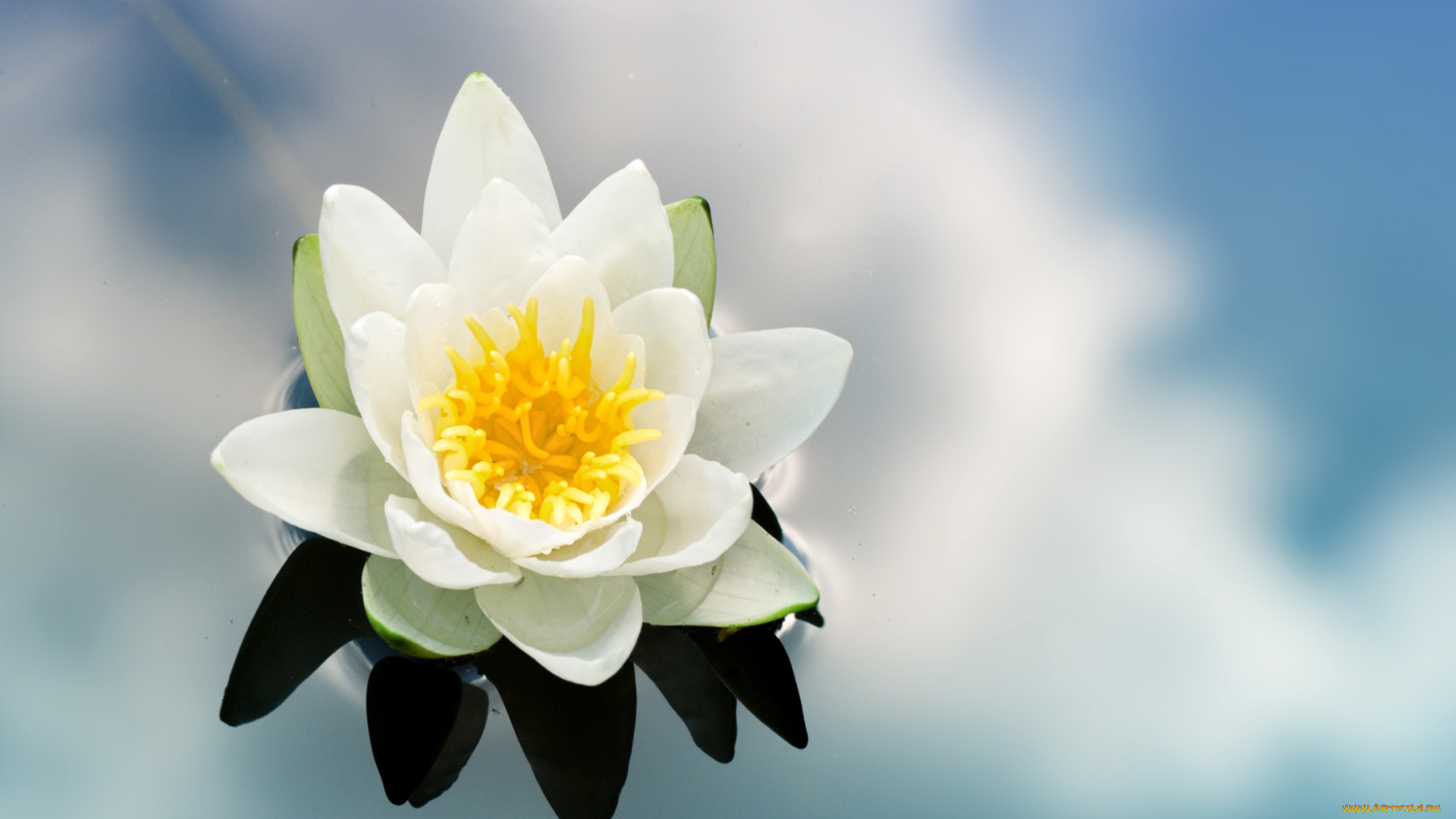 цветы, лилии, водяные, нимфеи, кувшинки, вода, отражение, небо, облака, цветок