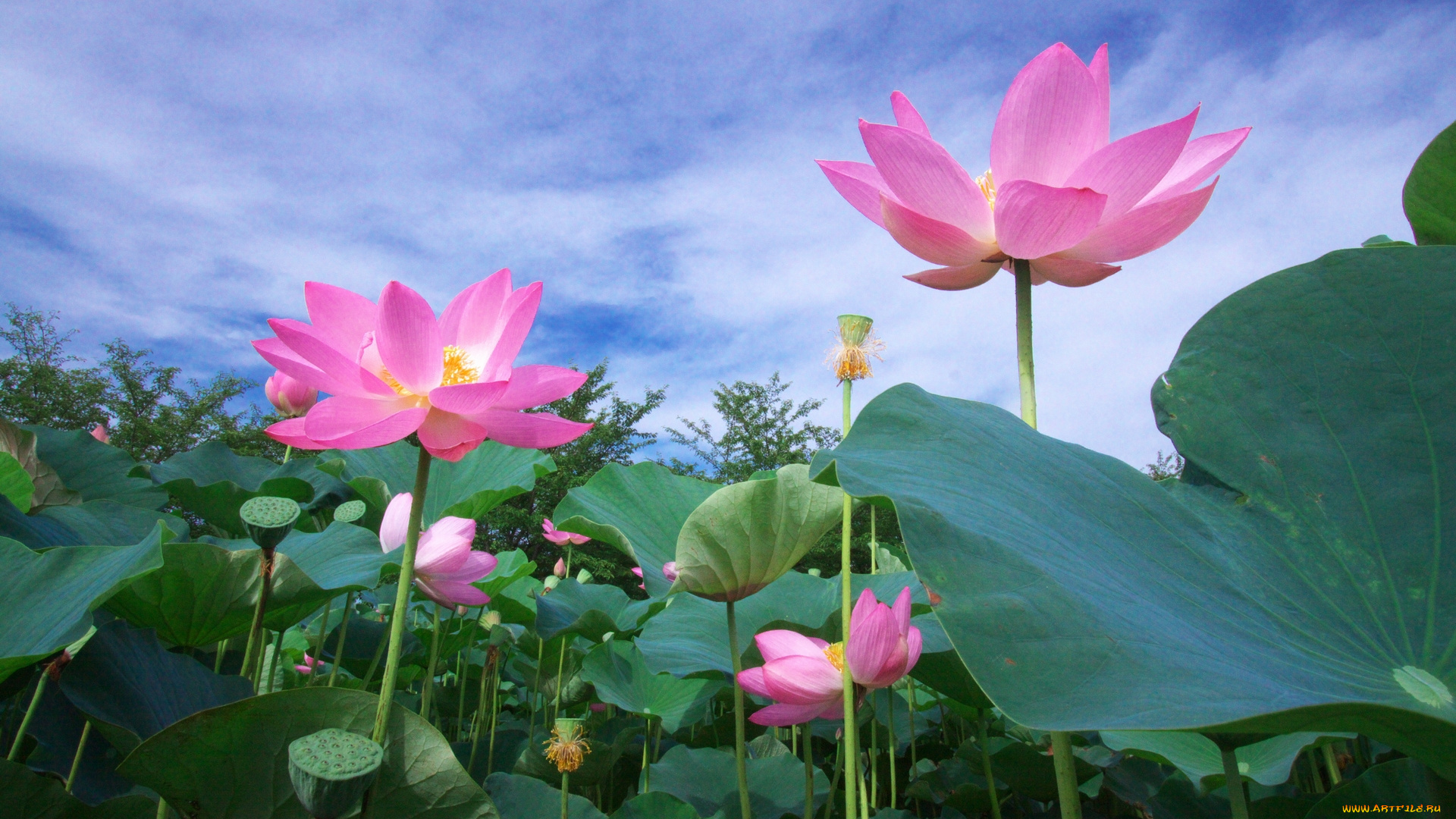 цветы, лотосы, лотос