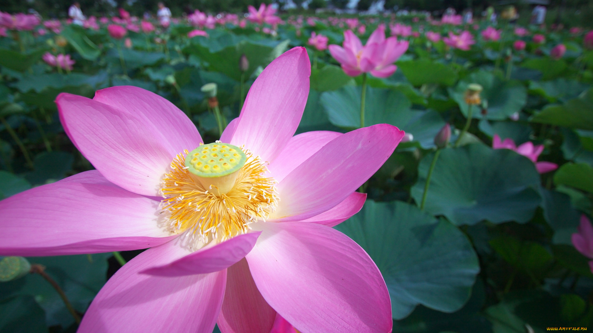 цветы, лотосы, лотос