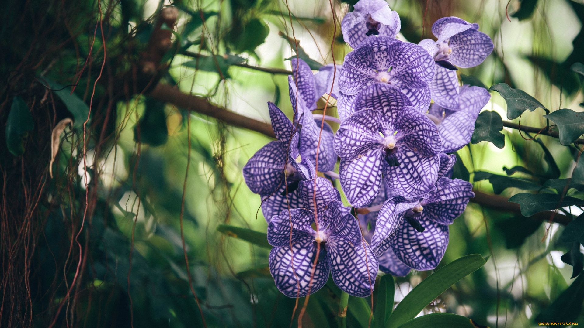 цветы, орхидеи, сиреневый, экзотика, ветка
