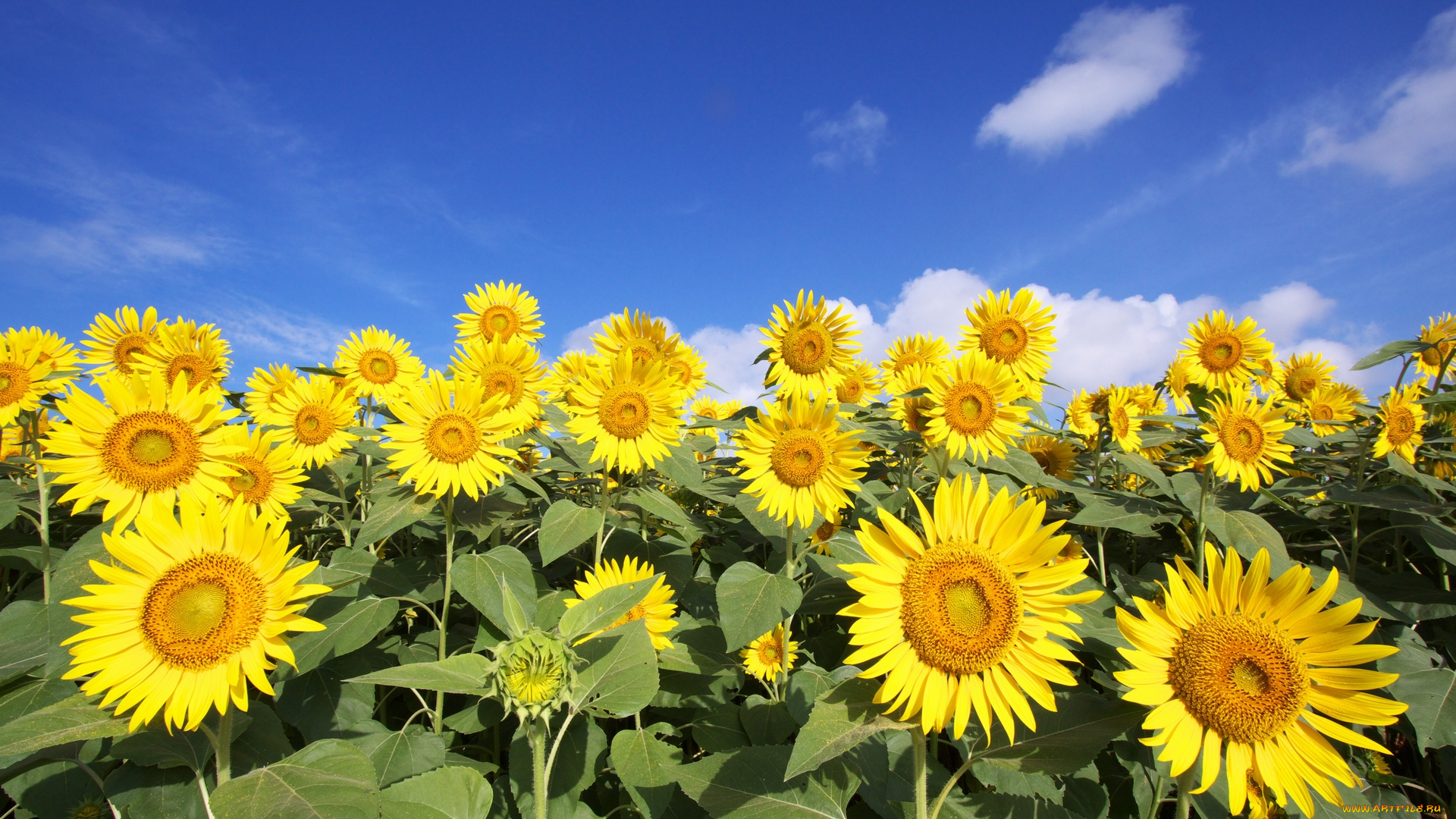 цветы, подсолнухи