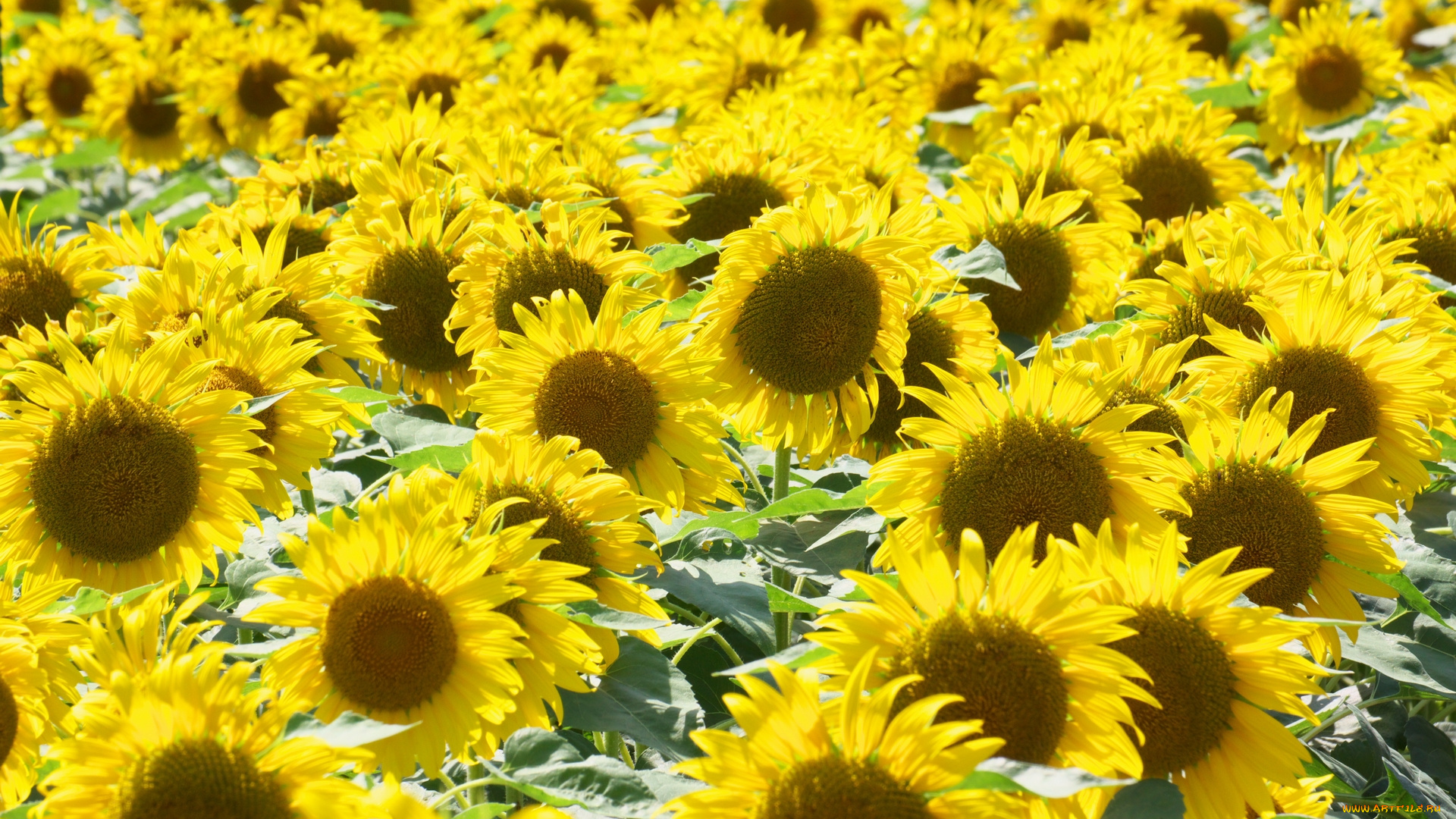 цветы, подсолнухи