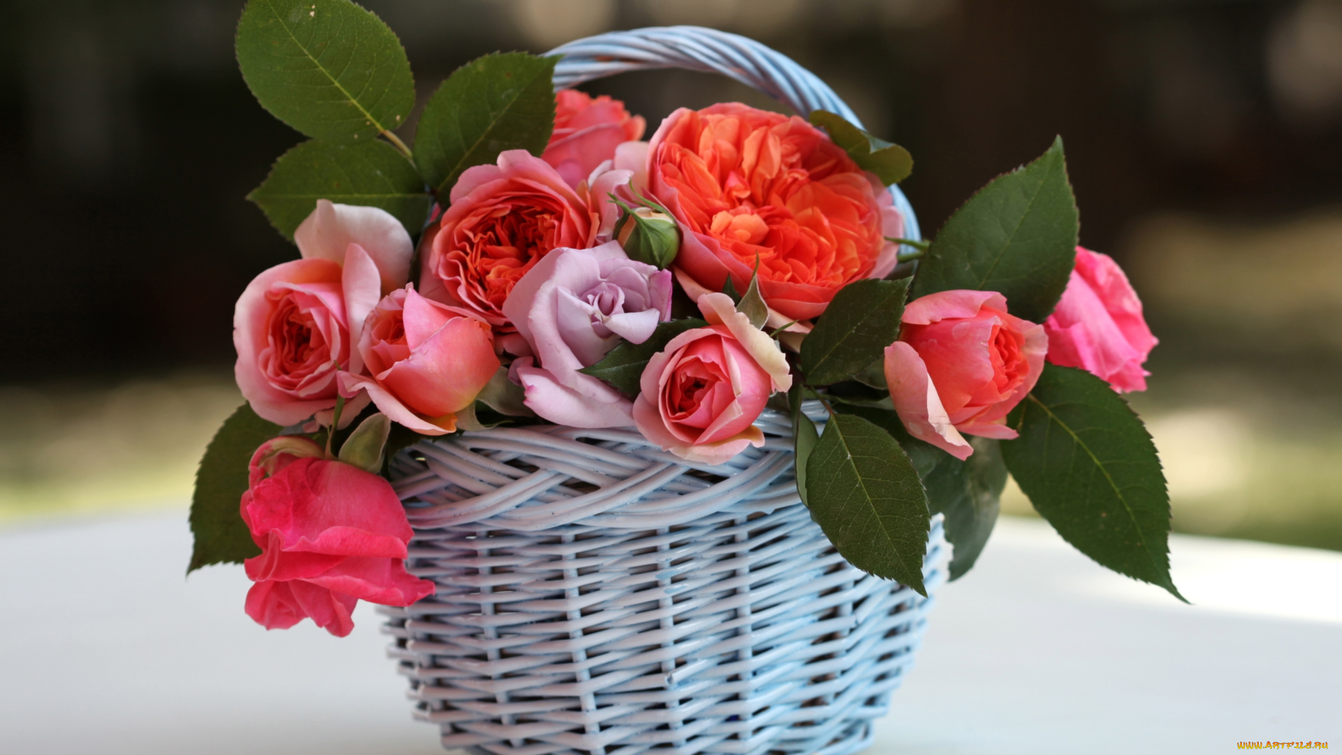 цветы, розы, корзинка