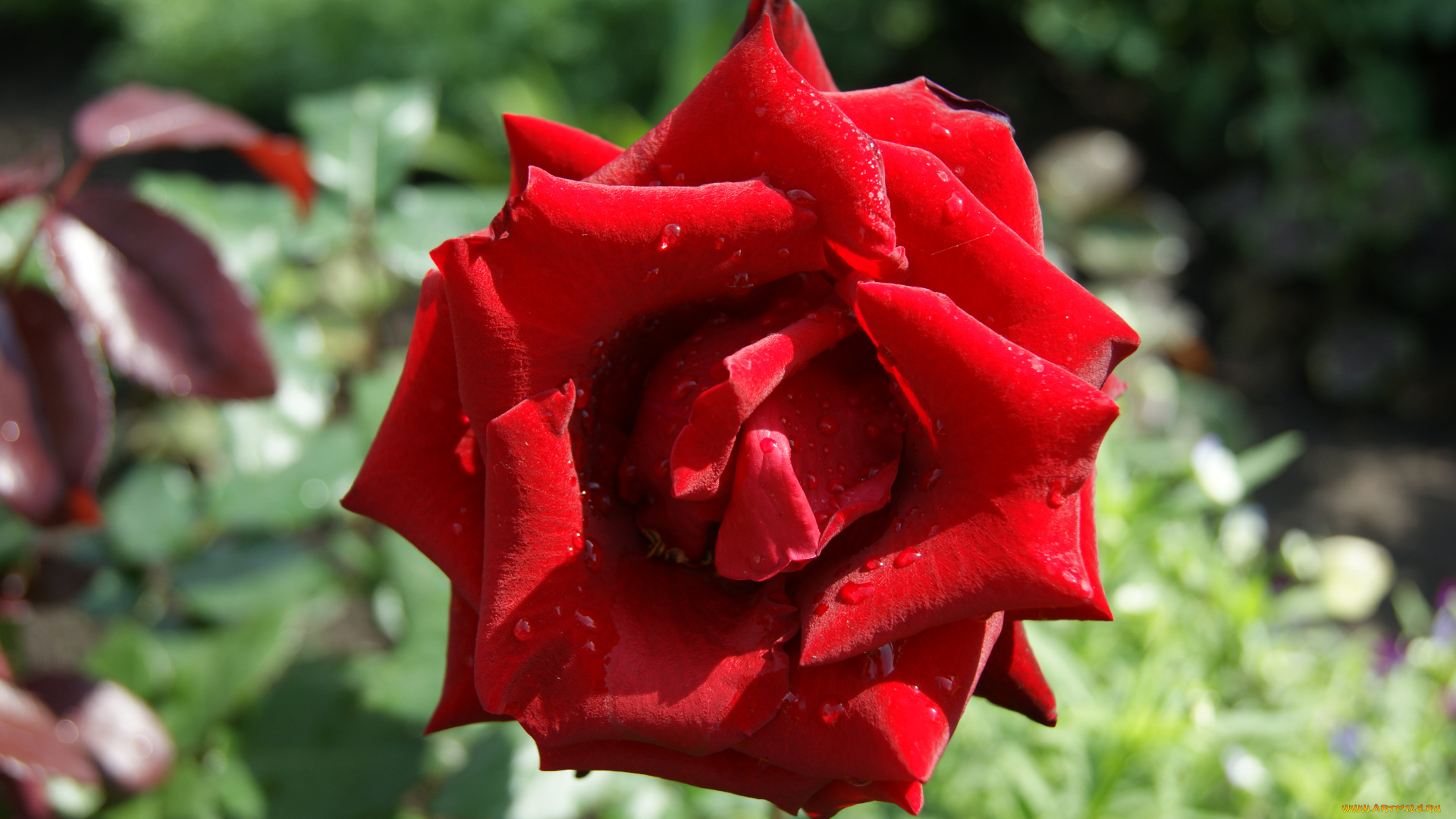 цветы, розы, зеленый, фон, роза