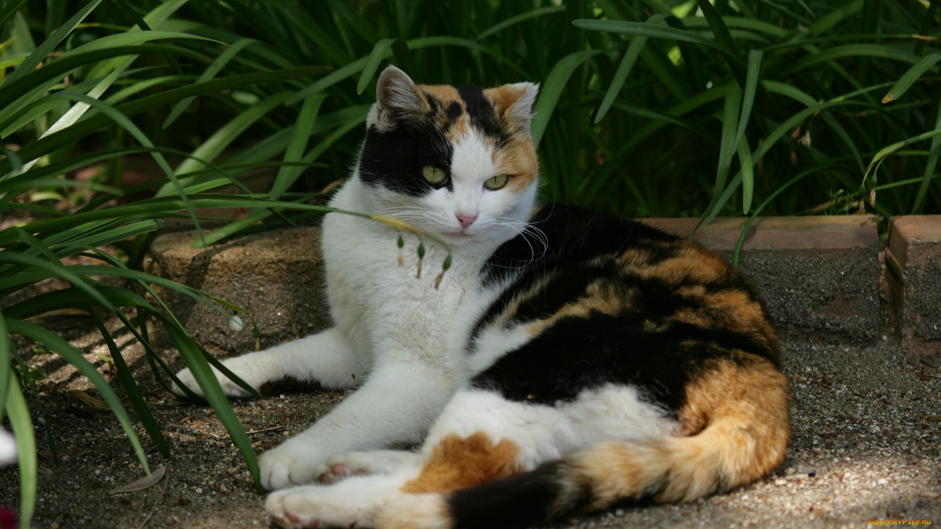 животные, коты, кот