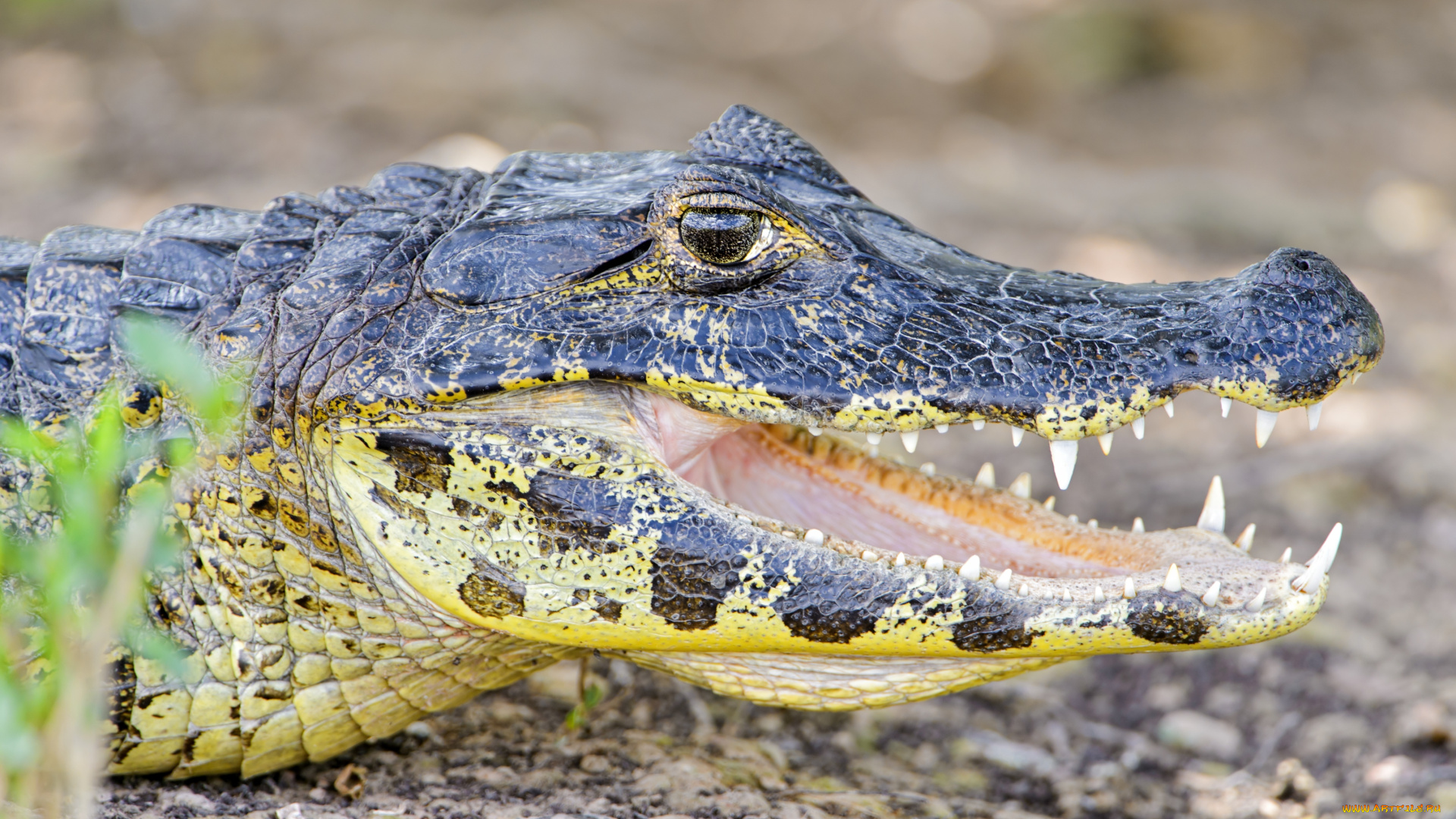 животные, крокодилы, зубы, кайман, пасть