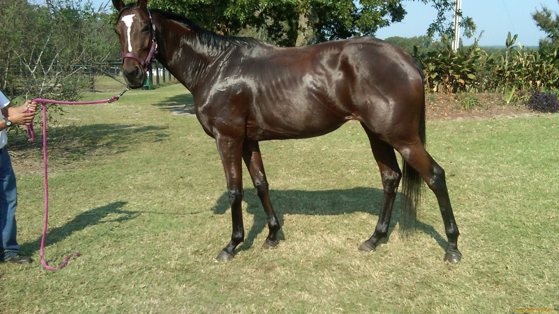 животные, лошади, лошадь