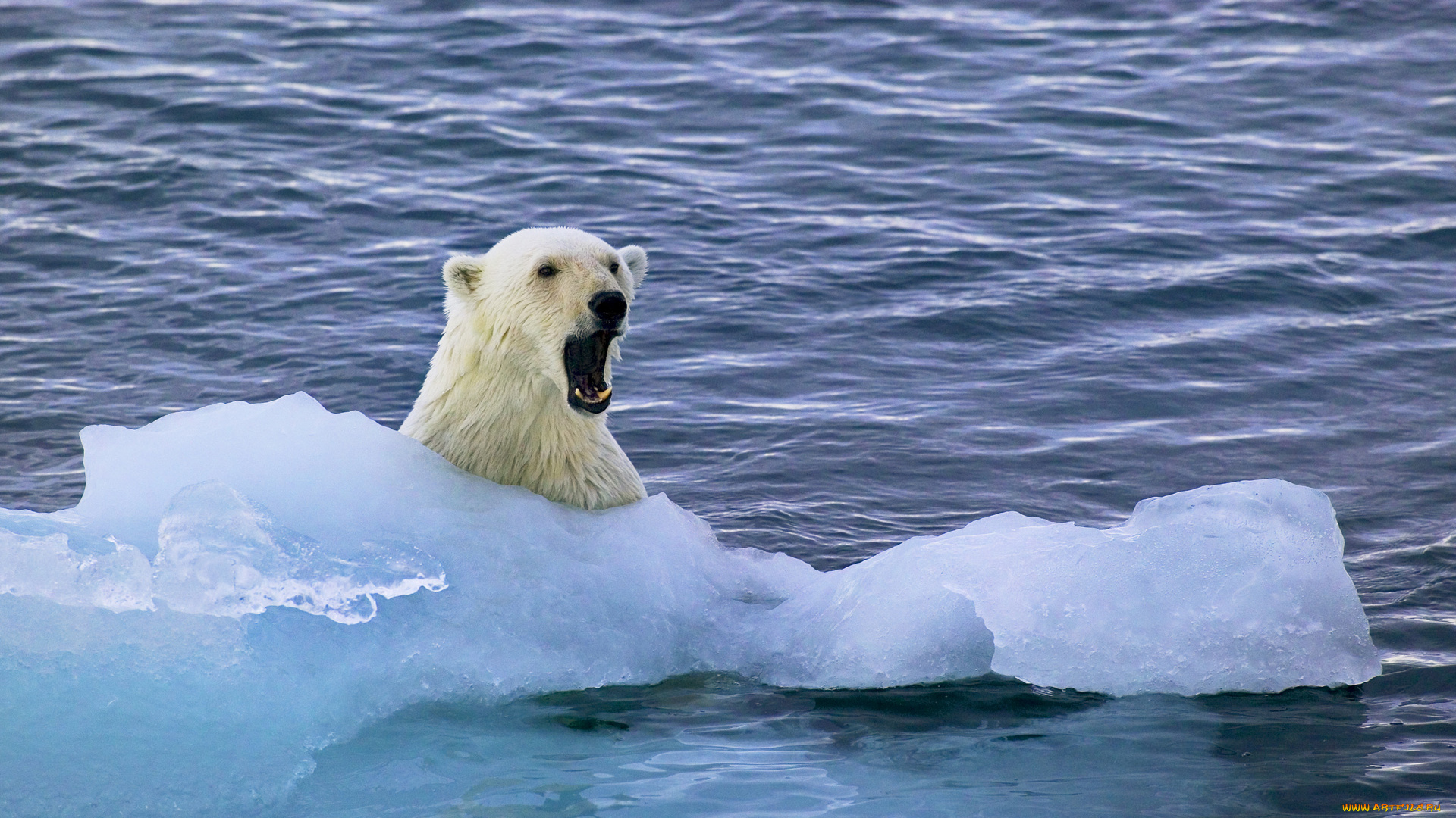 животные, медведи, лед, медведь, море