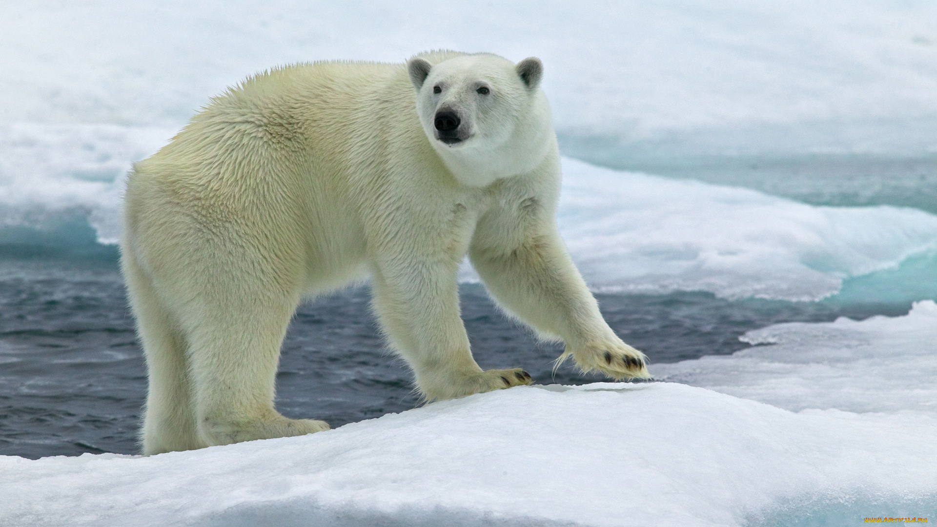 животные, медведи, медведь, лед, море