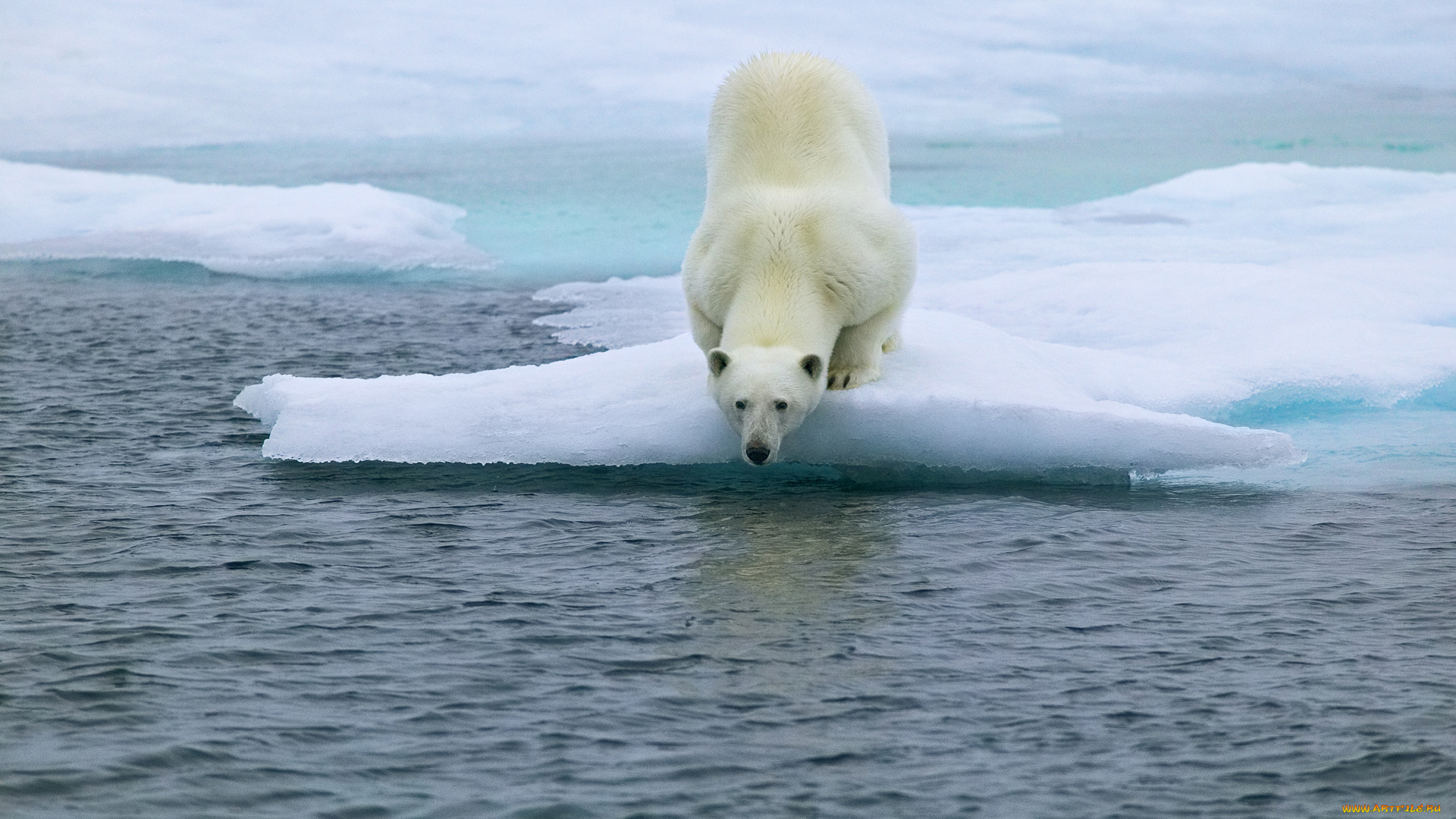 животные, медведи, медведь, море, лед