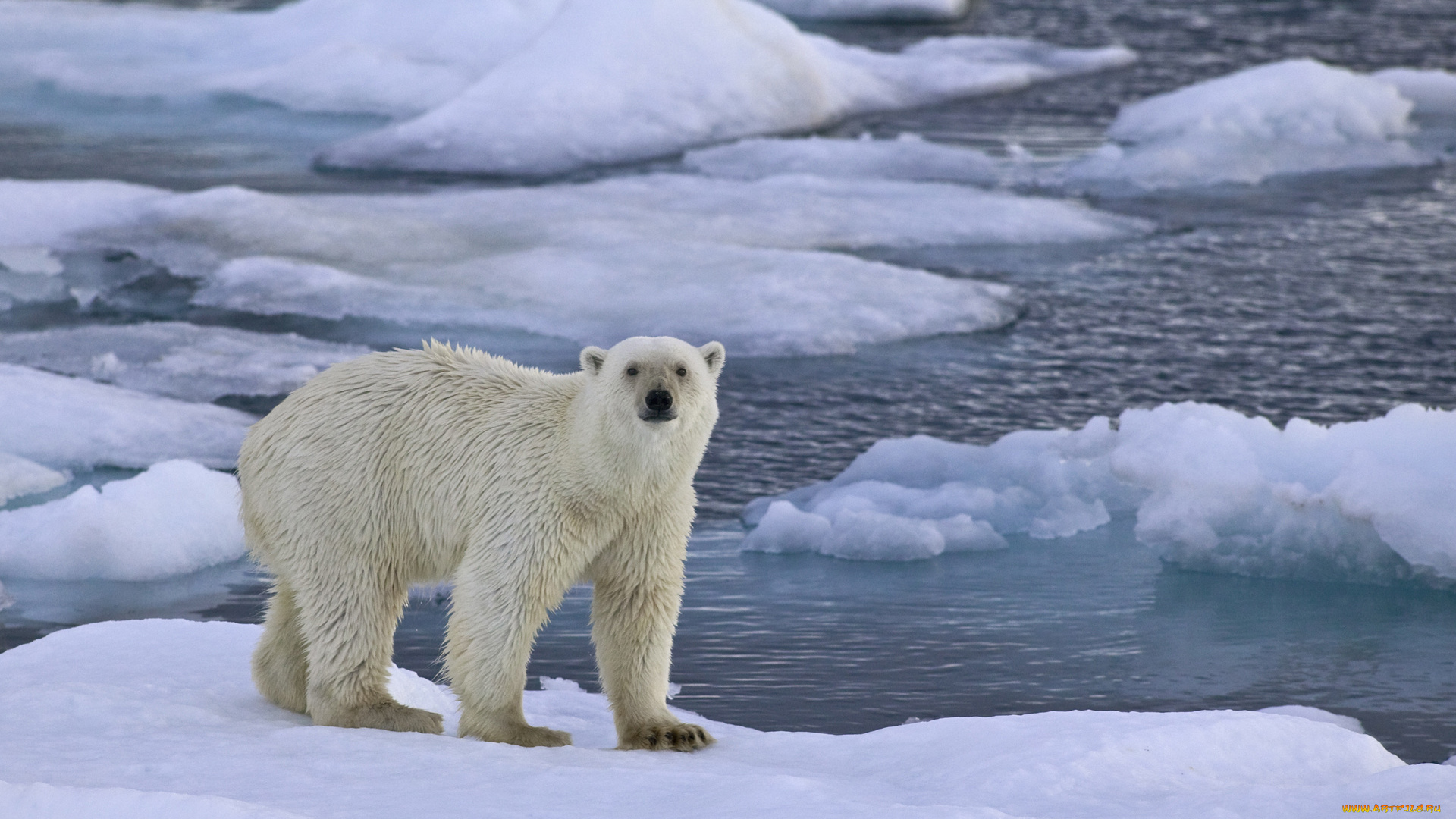 животные, медведи, медведь, море, лед
